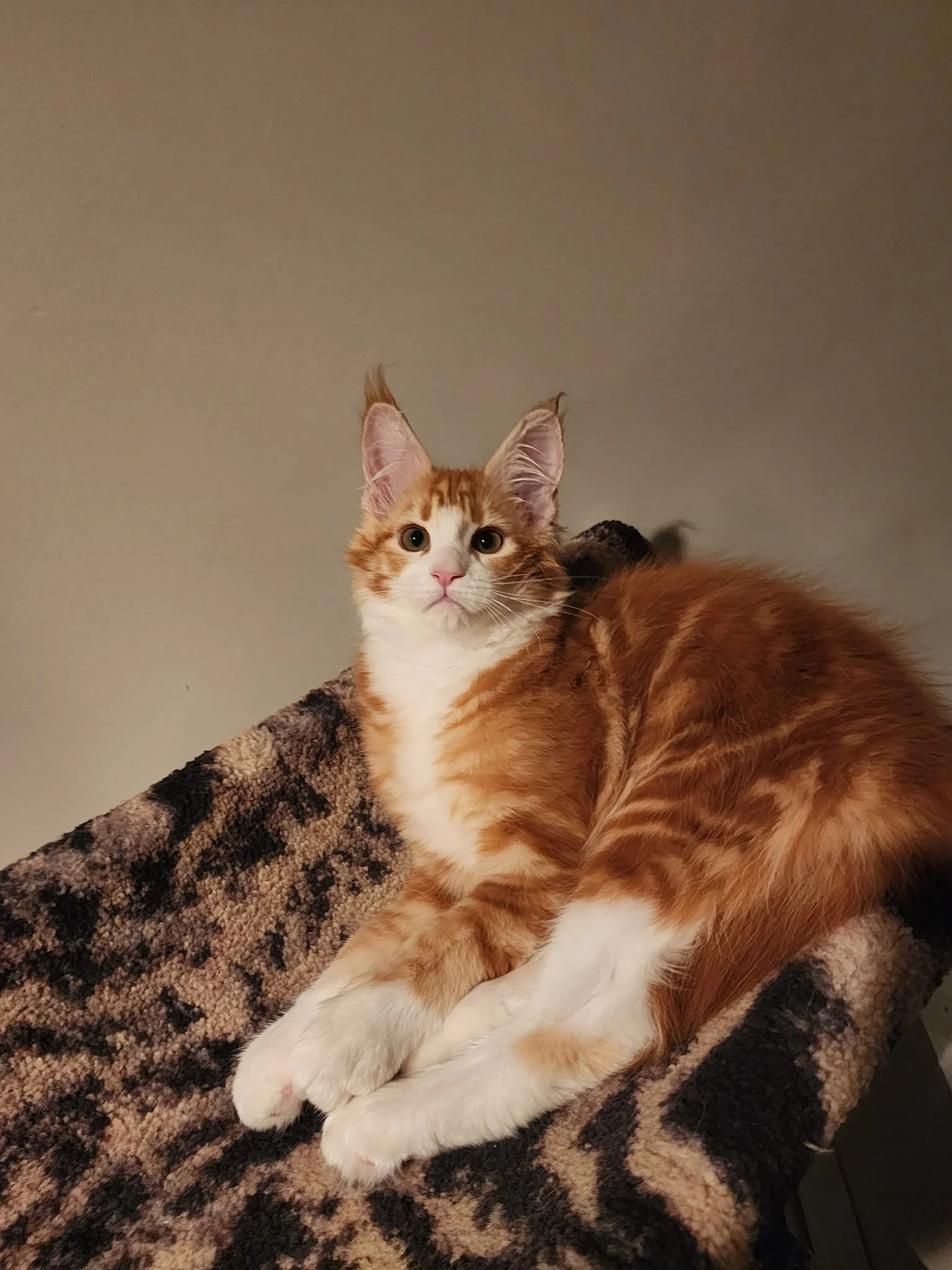 Red-White-Bicolor-Maine-Coon-Kitten-Binghamton-NY.jpeg
