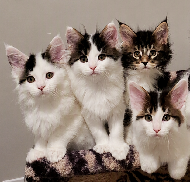 Five fluffy kittens with black and white fur, sitting together on a blanket. Some have pink ears, and the others have darker markings, all looking directly at the camera.