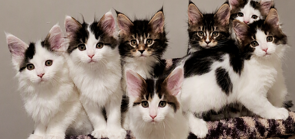 Eight fluffy kittens with white and black or brown fur, some with tabby markings, sitting together on a blanket against a plain background.