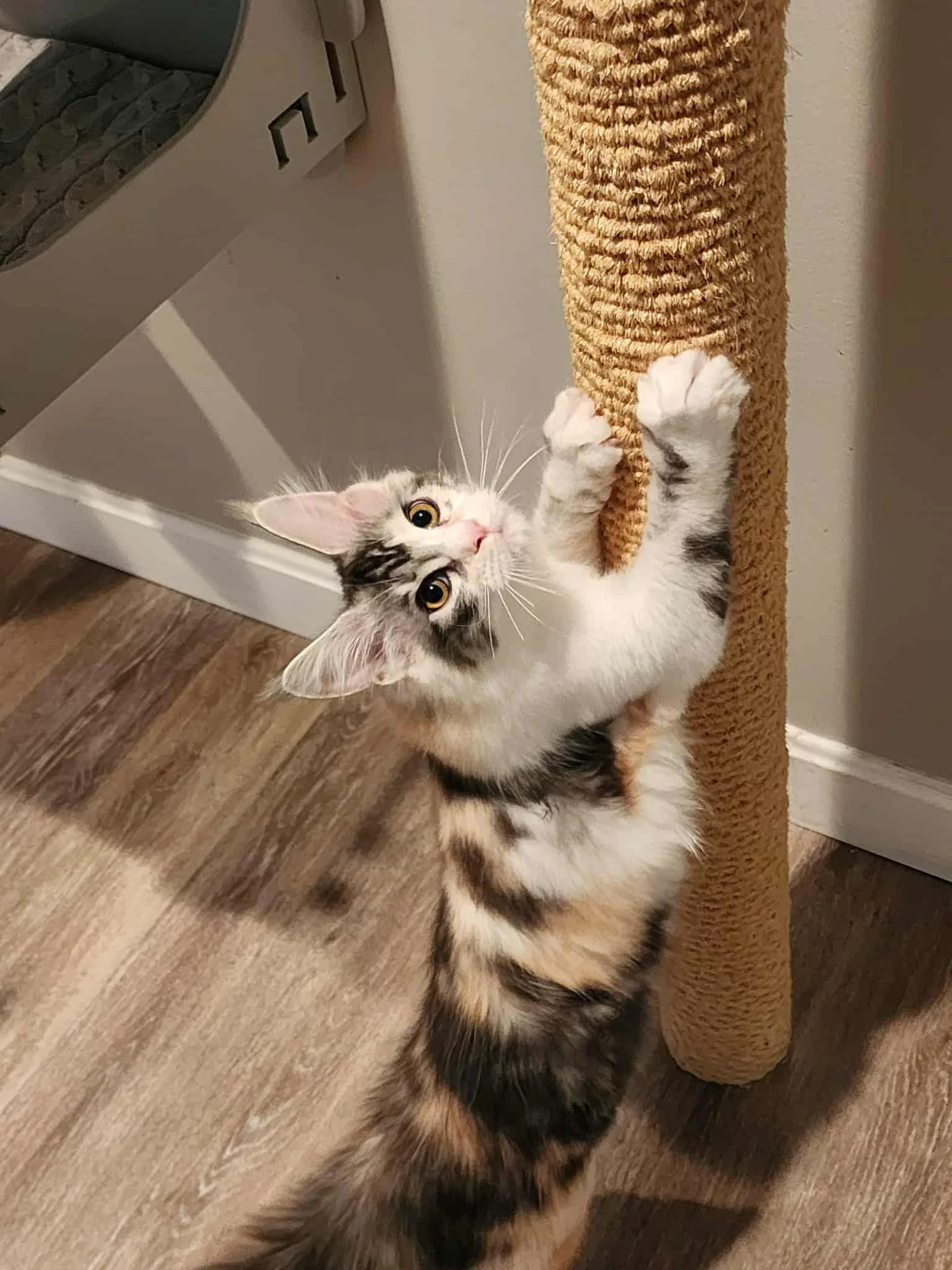 Aspen, tortoiseshell and white Maine Coon kitten from McKitty Creek cattery at Shubacoons in Upstate NY