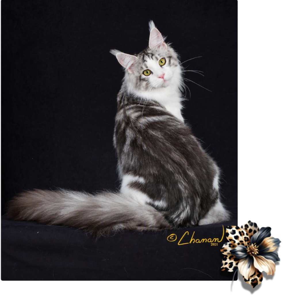 A long-haired gray and white cat with yellow eyes sits against a black background, looking over its shoulder.