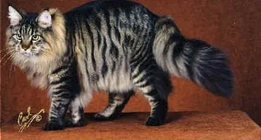 GP, NW Shubacoons Jonesy