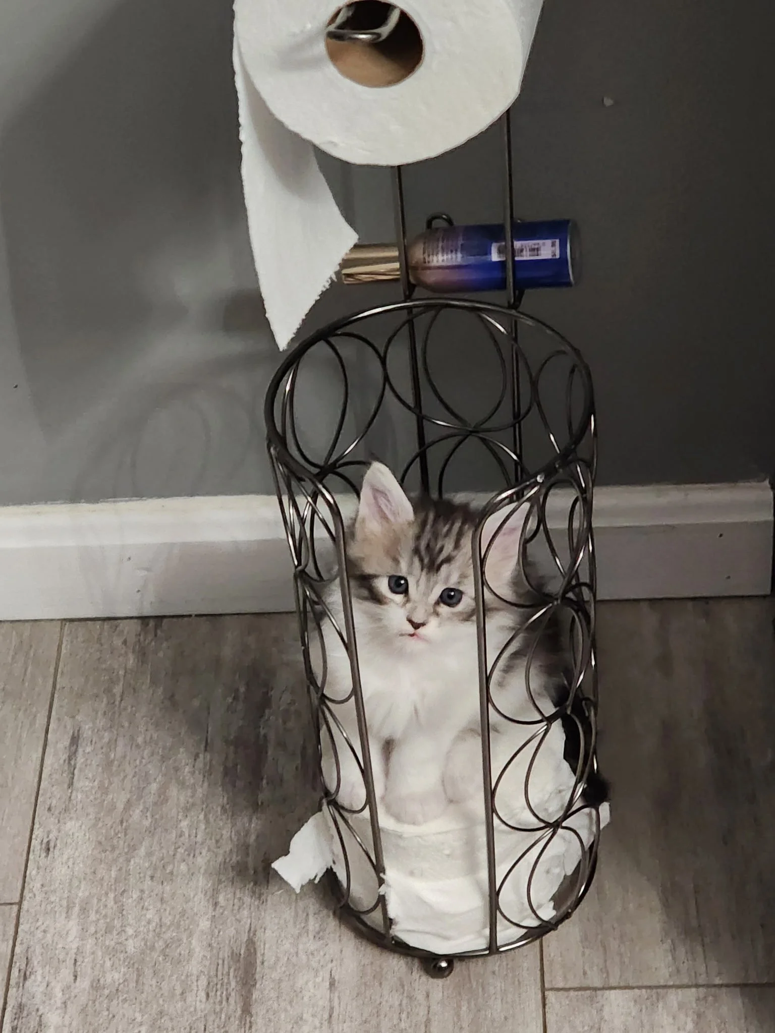 Shubacoons-Liberty-Silver-Mackerel-Tabby-Maine-Coon-Kitten-Binghamton-NY.jpeg