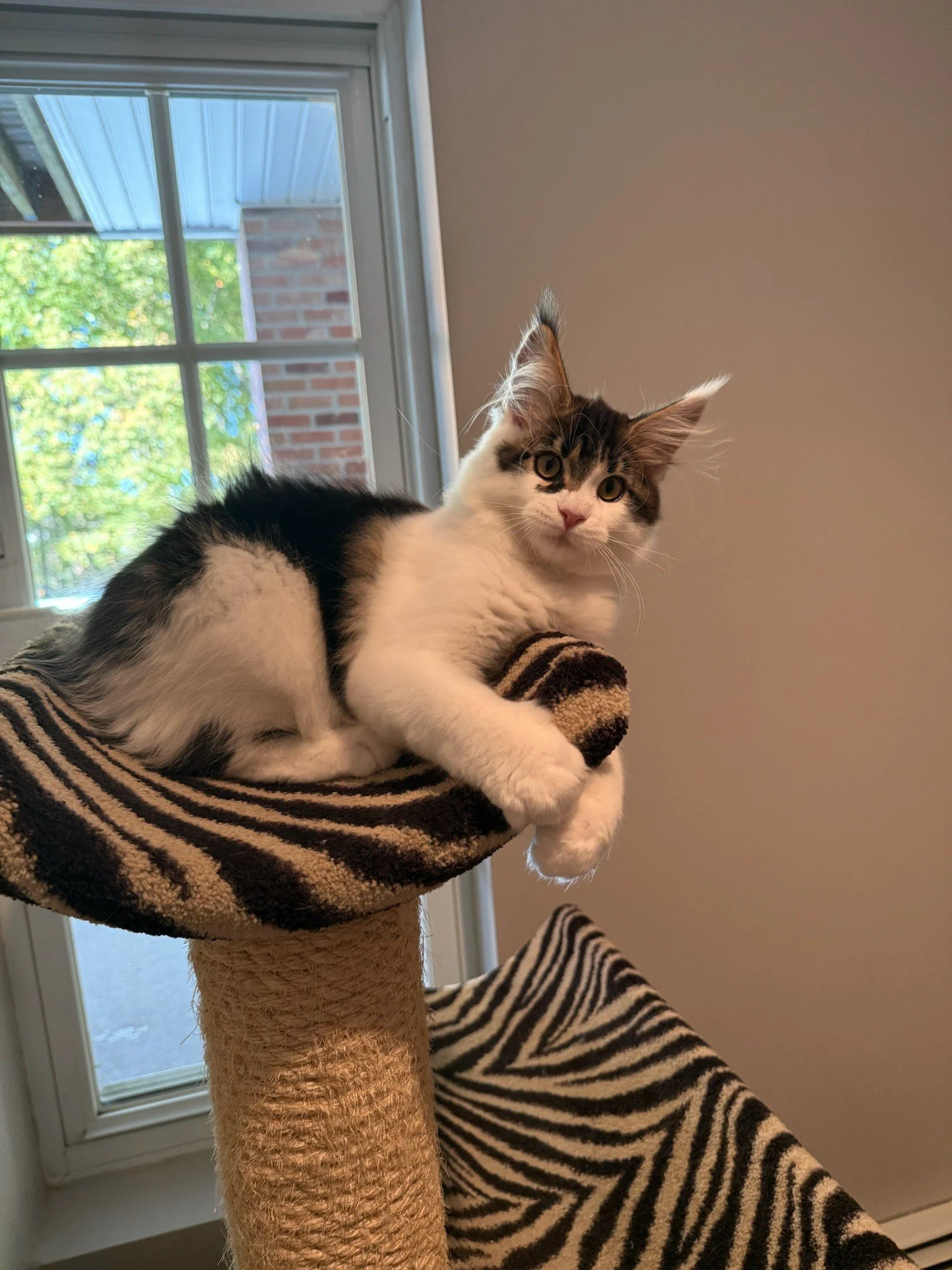 Shubacoons-Brown-Tabby-White-Bicolor-Maine-Coon-Kitten-Curled-Up-Perch-Binghamton-NY.jpg