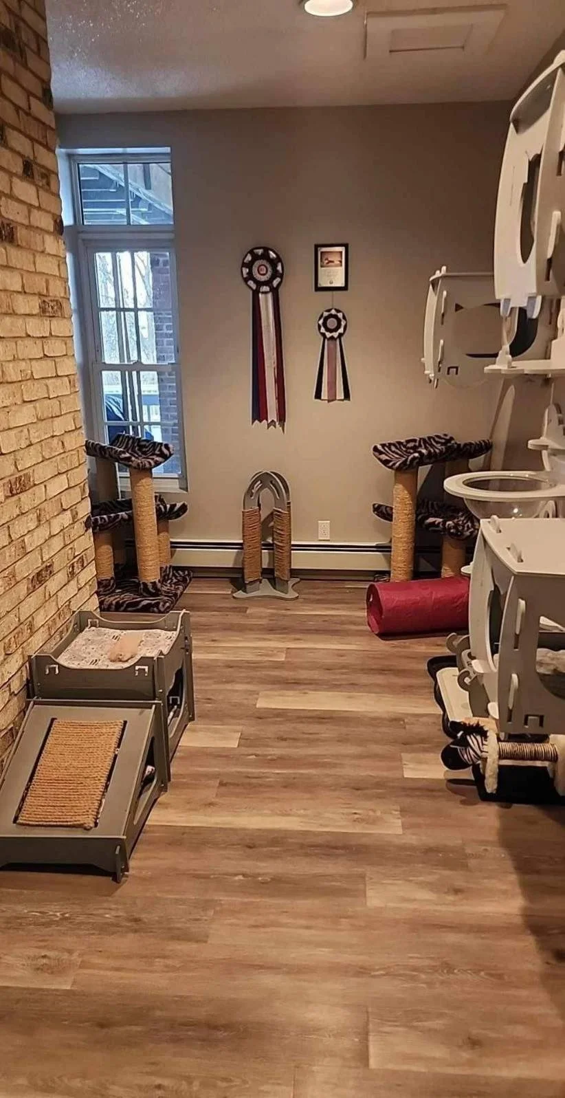 Maine-Coon-Cattery-Living-Room-Show-Rosettes-Southern-Tier-NY.jpeg