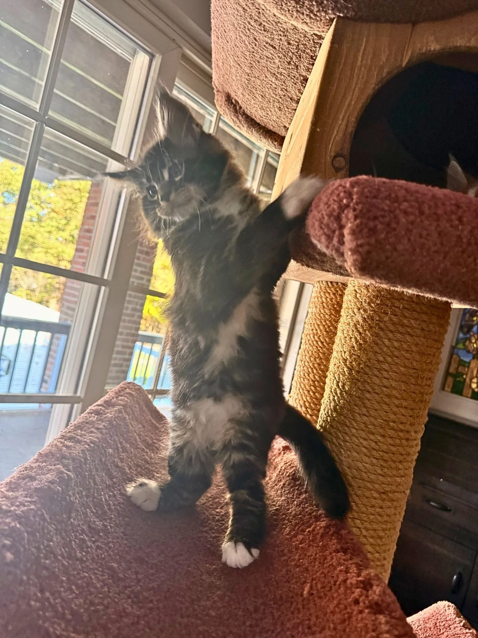 Shubacoons-Brown-Tabby-White-Maine-Coon-Kitten-Climbing-Cat-Tree-Upstate-NY.jpg