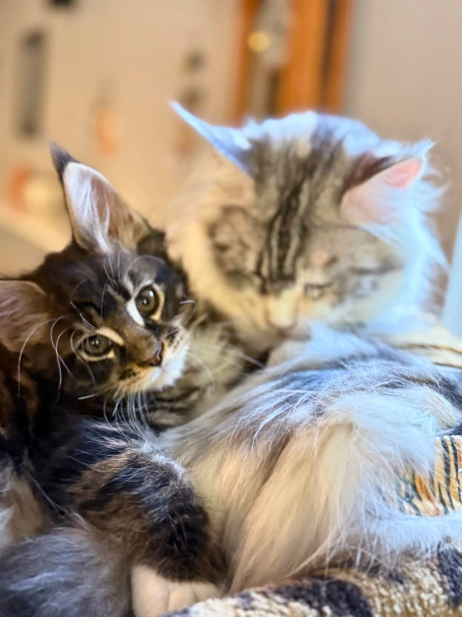 Close-up of two cats lying close together with one on its side and the other partially visible in the foreground.
