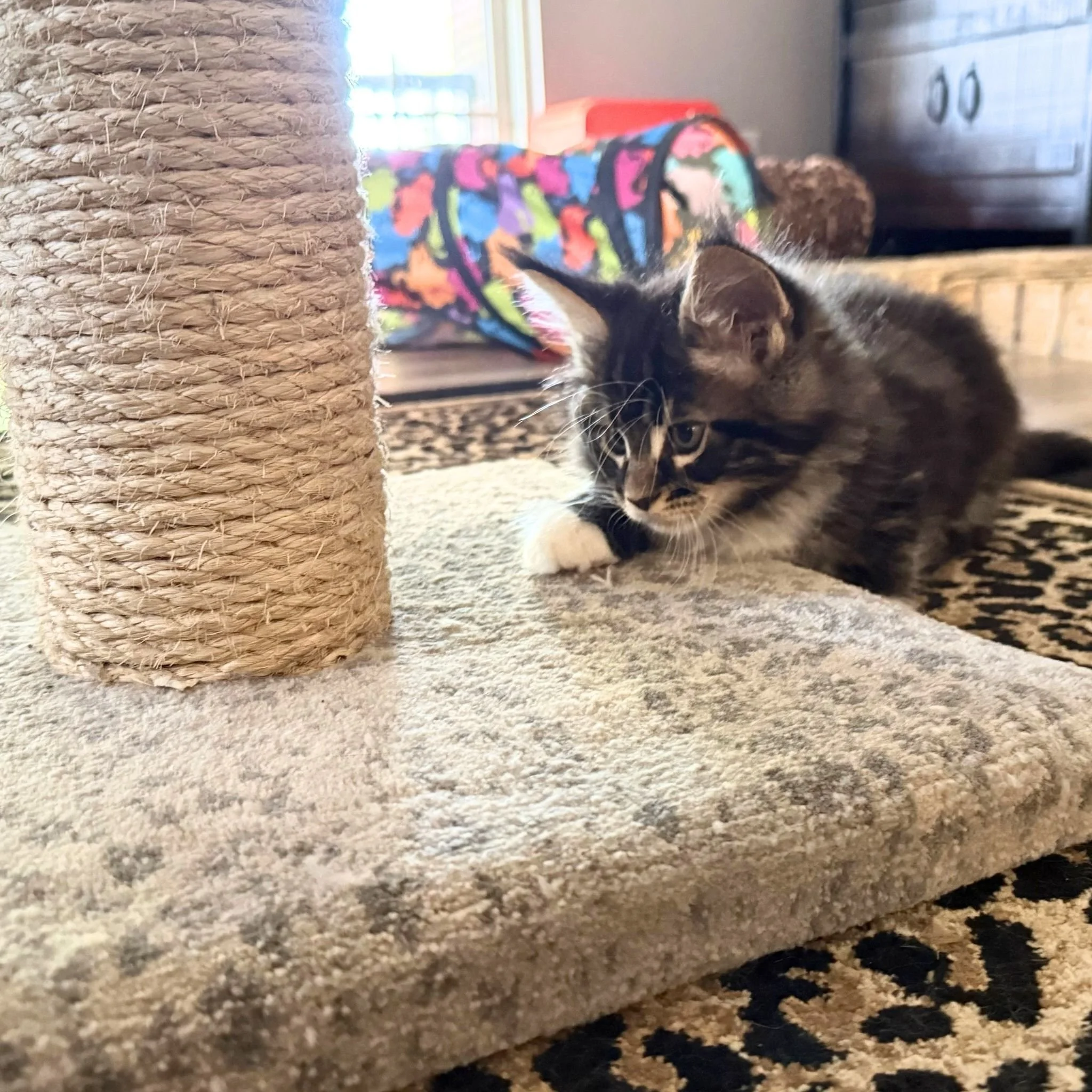 Shubacoons-Brown-Tabby-White-Maine-Coon-Kitten-Peeking-Cat-Tree-Central-NY.jpg