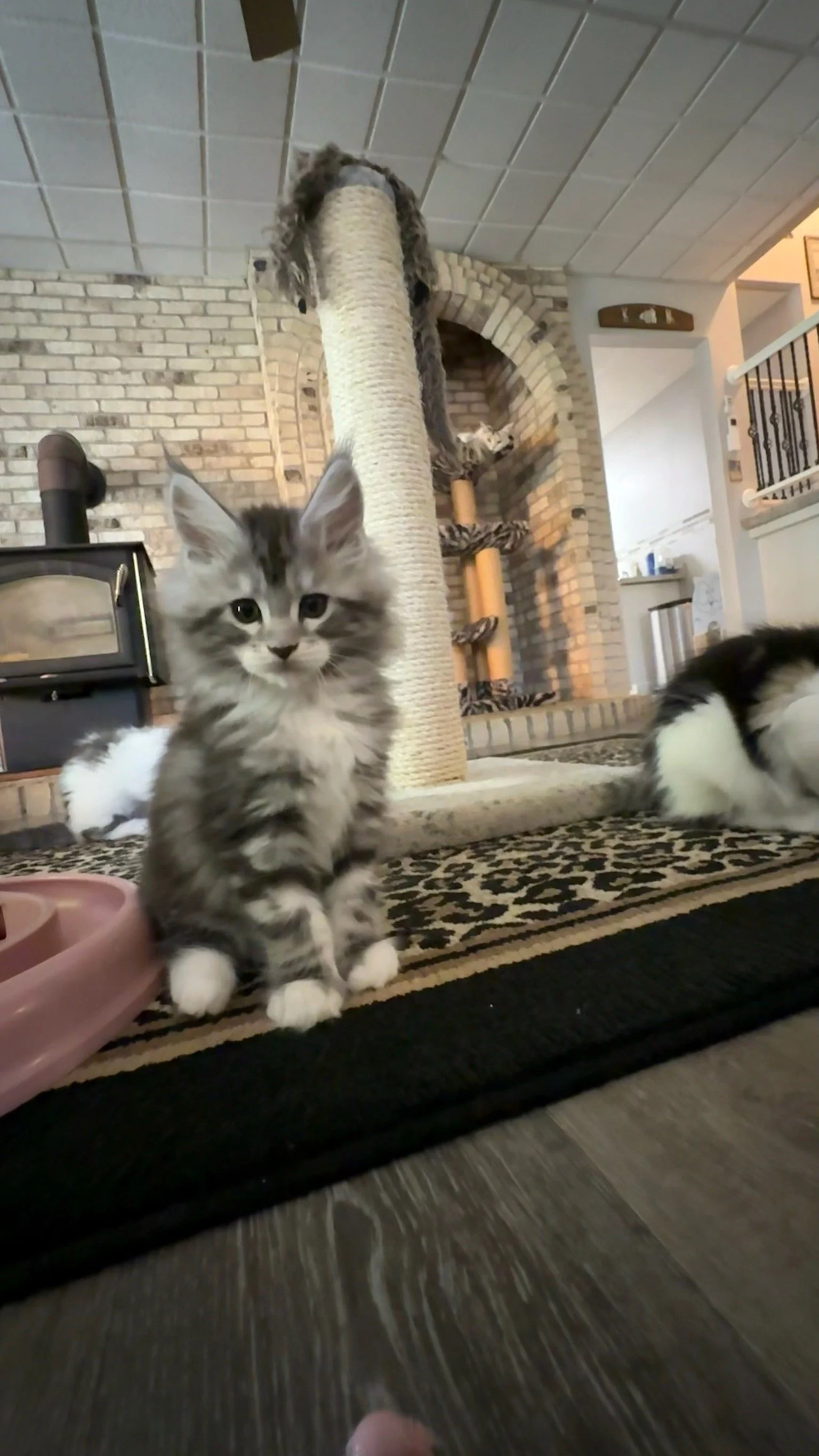 Shubacoons-Silver-Tabby-White-Maine-Coon-Kitten-Wood-Stove-Central-NY.jpg