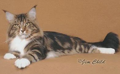 GC BW NW Shubacoons Tip O'Neal, Grand Champion Breed Winner National Winner brown classic tabby and white Maine Coon male, CFA's Best Maine Coon 2003–2004, at Shubacoons cattery in Southern Tier NY