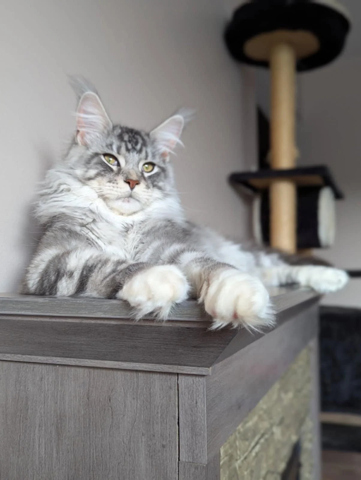 Silver mackerel tabby Maine Coon at Shubacoons cattery in Central NY