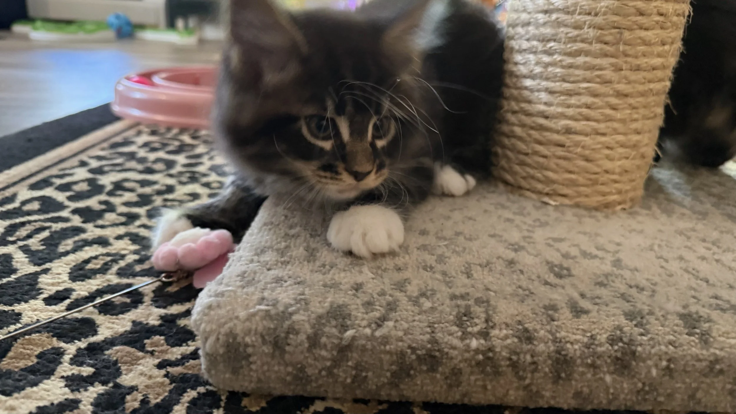 A black and white tabby cat lying on a beige carpeted surface, partly hiding behind a scratching post, with a pink toy mouse nearby.