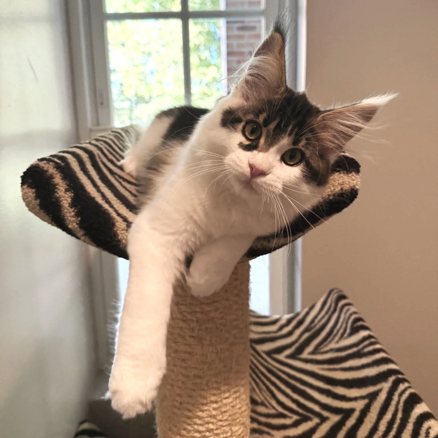 A young gray and white cat with large ears and big eyes lying on a black and beige striped cat tree near a window.