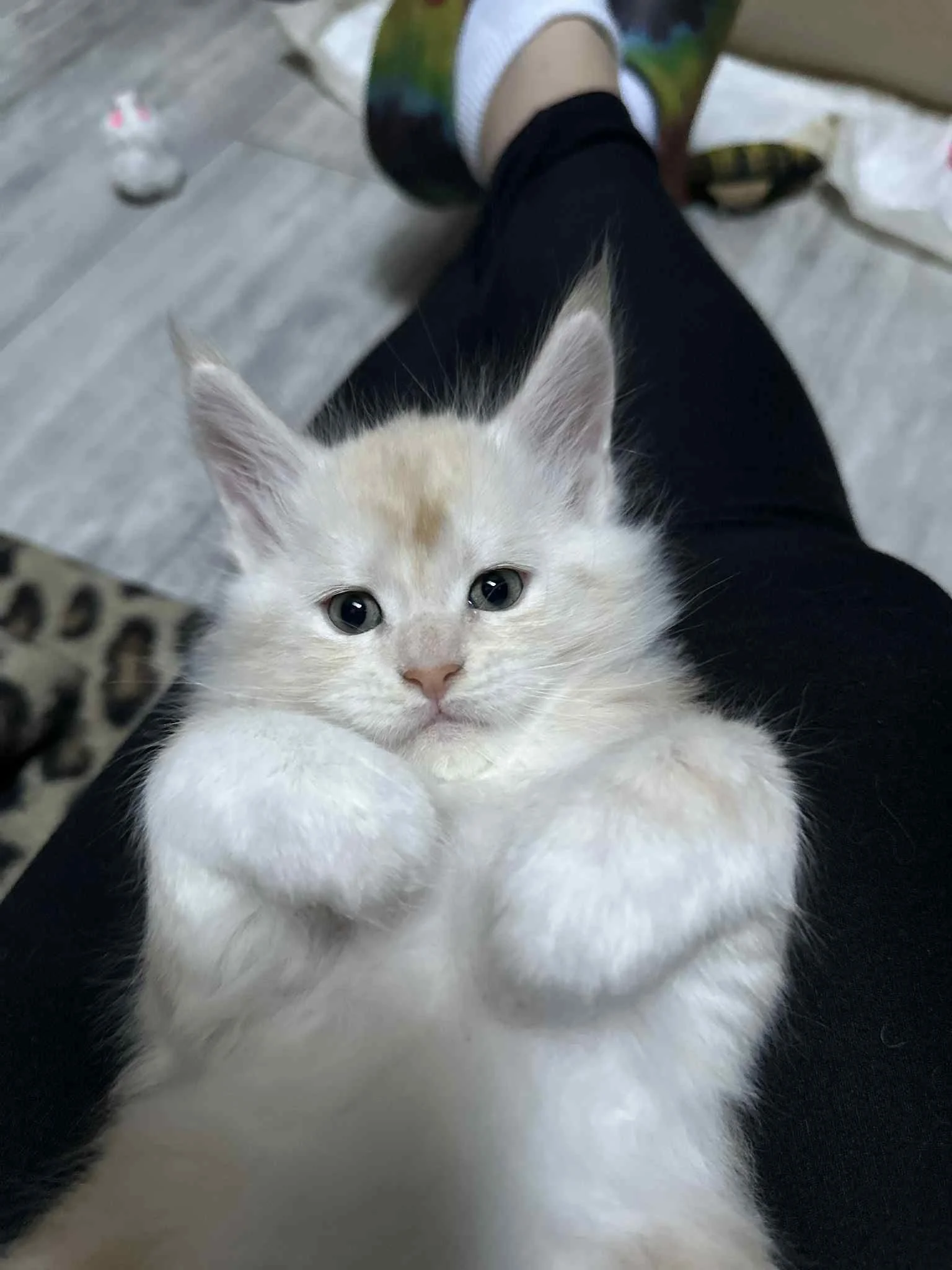 Shubacoons-Cream-Tabby-Maine-Coon-Kitten-Southern-Tier-NY.jpeg