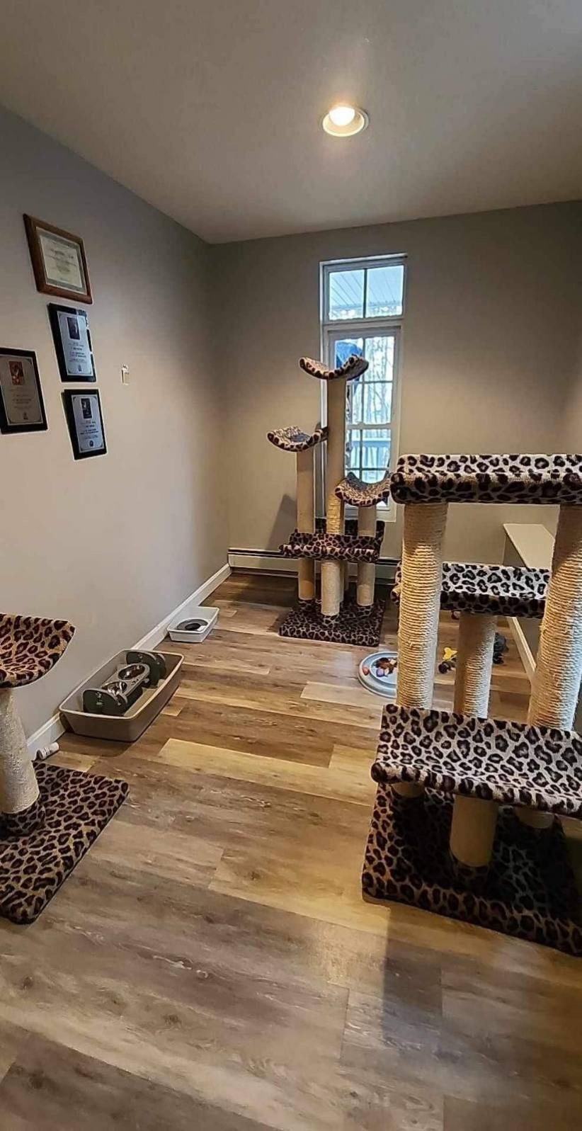 Maine-Coon-Cattery-Males-Room-Cat-Trees-Southern-Tier-NY.jpeg