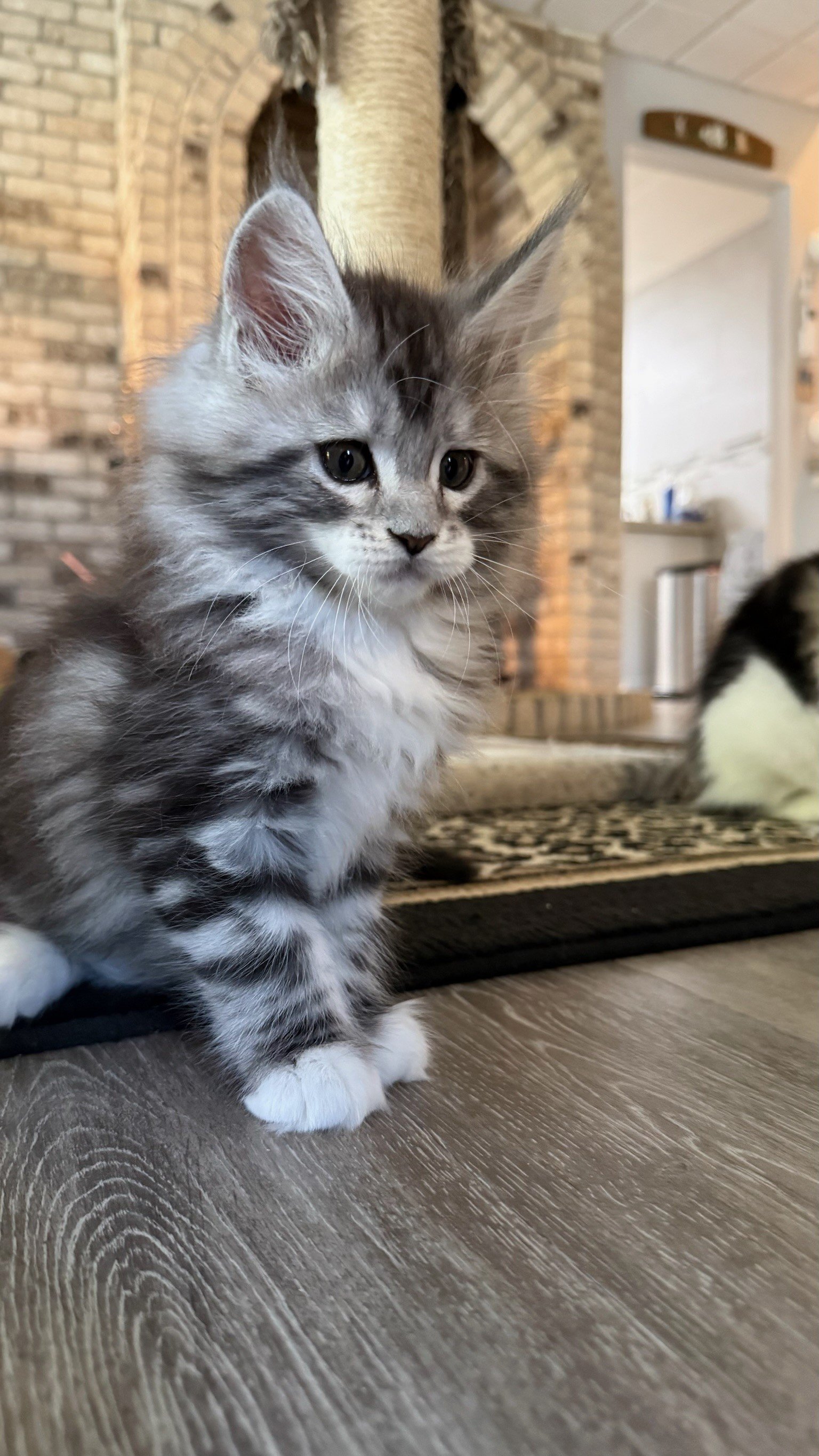 A gray and white fluffy kitten sitting on a wooden floor with a black and white rug behind it, in a cozy indoor setting with brick walls and a scratching post in the background.