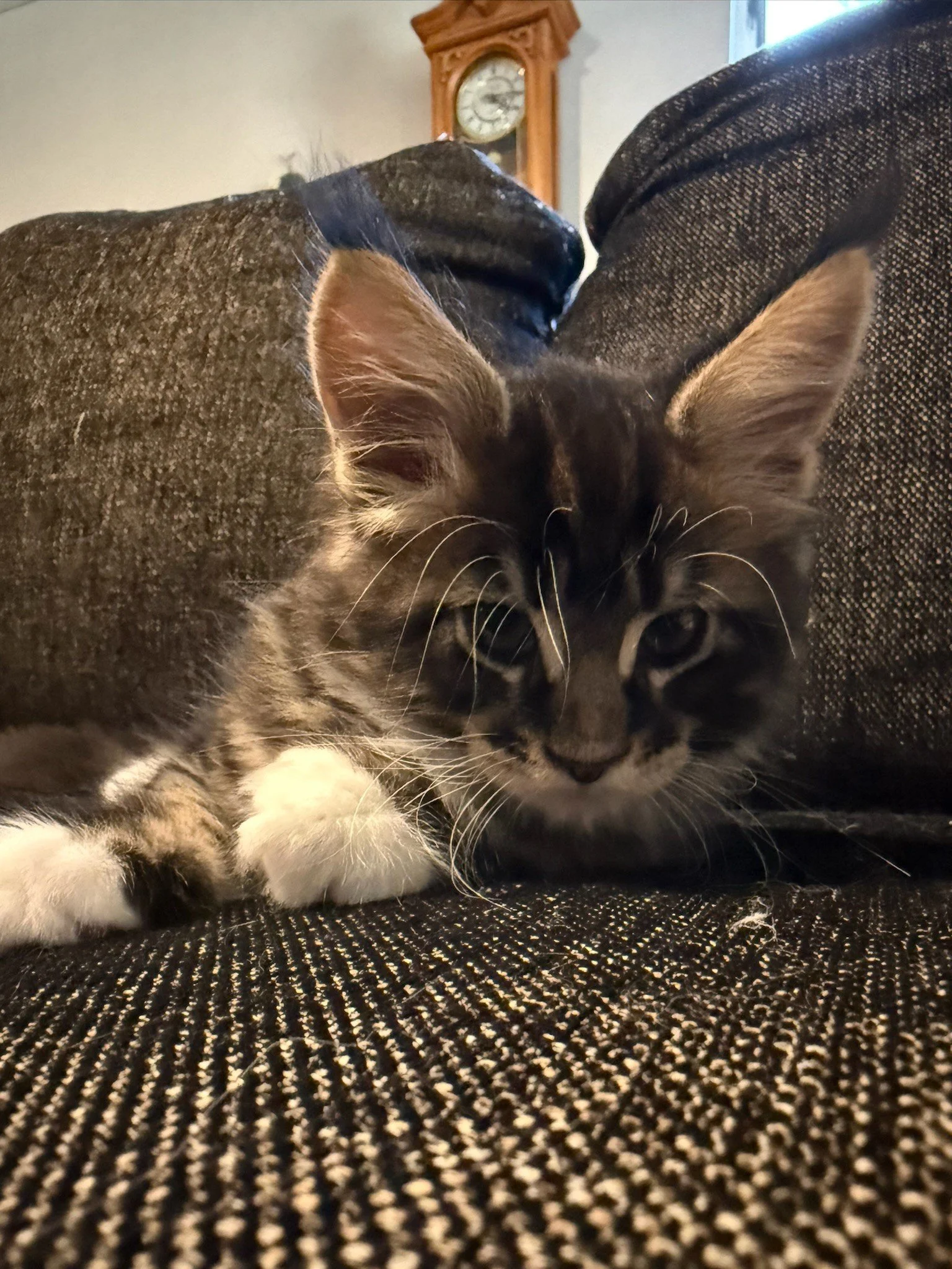 Shubacoons-Brown-Tabby-White-Maine-Coon-Kitten-Couch-Close-Up-Upstate-NY.jpg