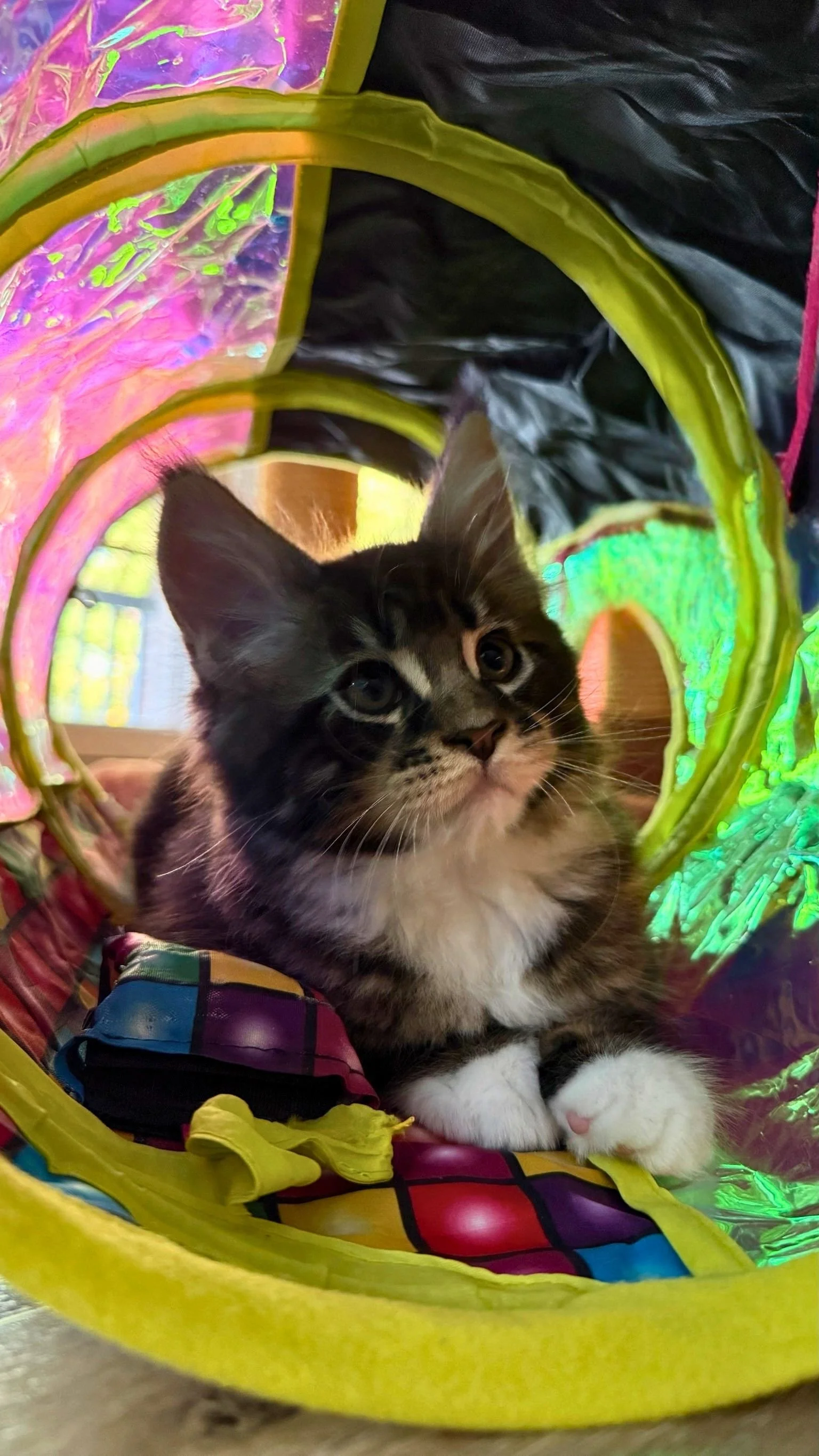 A kitten with black, white, and brown fur, lying inside a colorful, shiny, rainbow-themed tunnel with bright colors like yellow, pink, purple, and green.