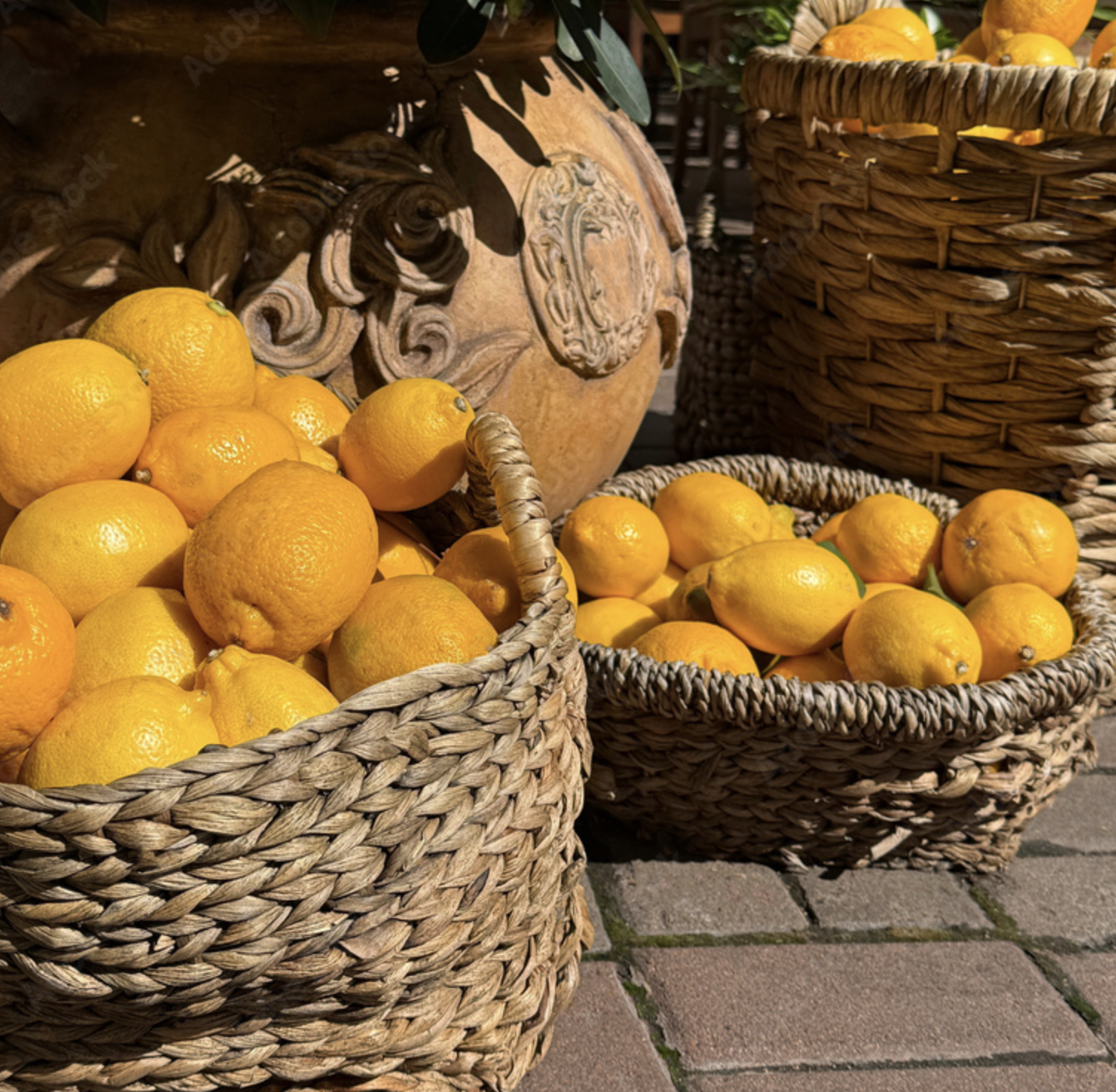 Mediterranean (Europe)