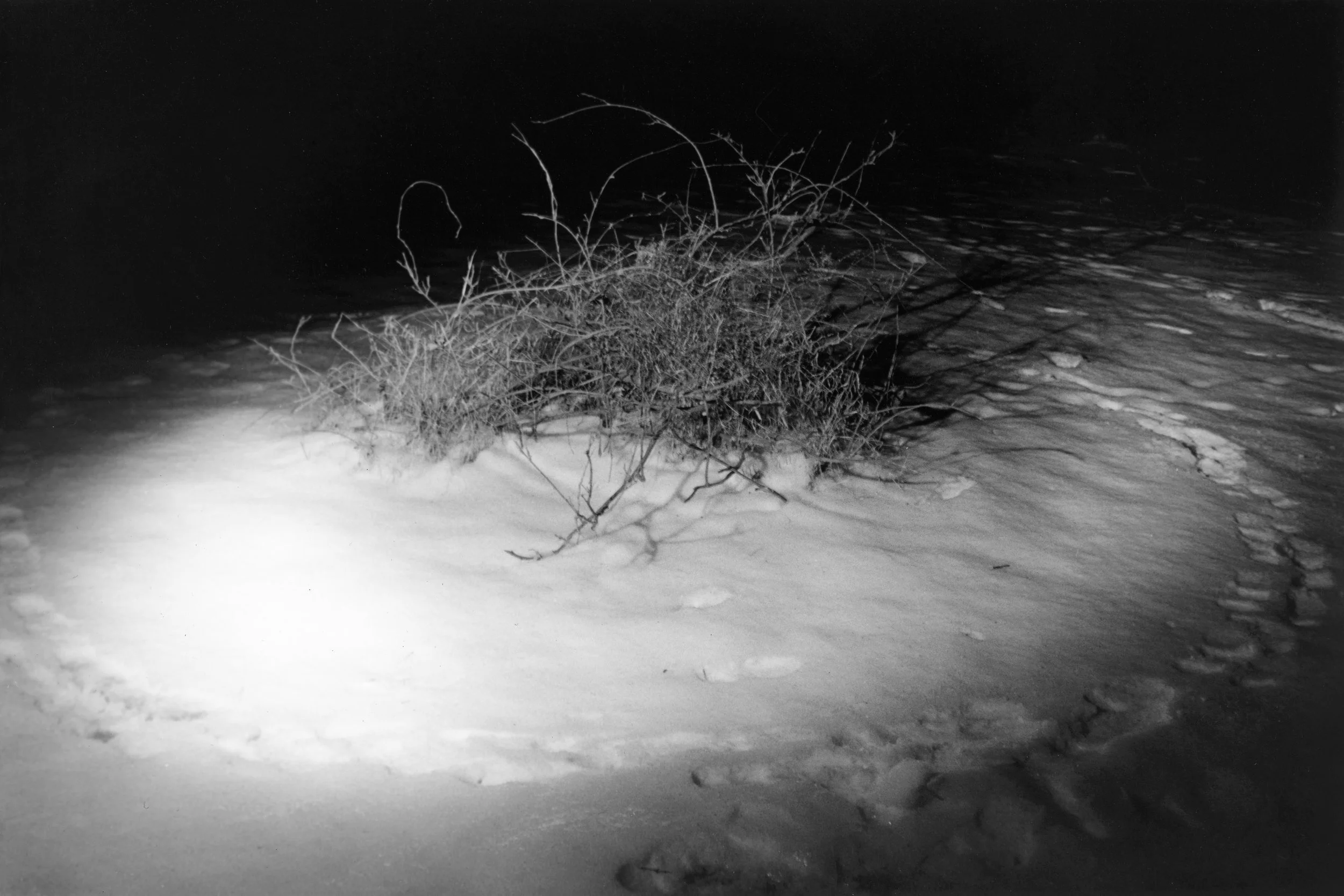shrub.jpg