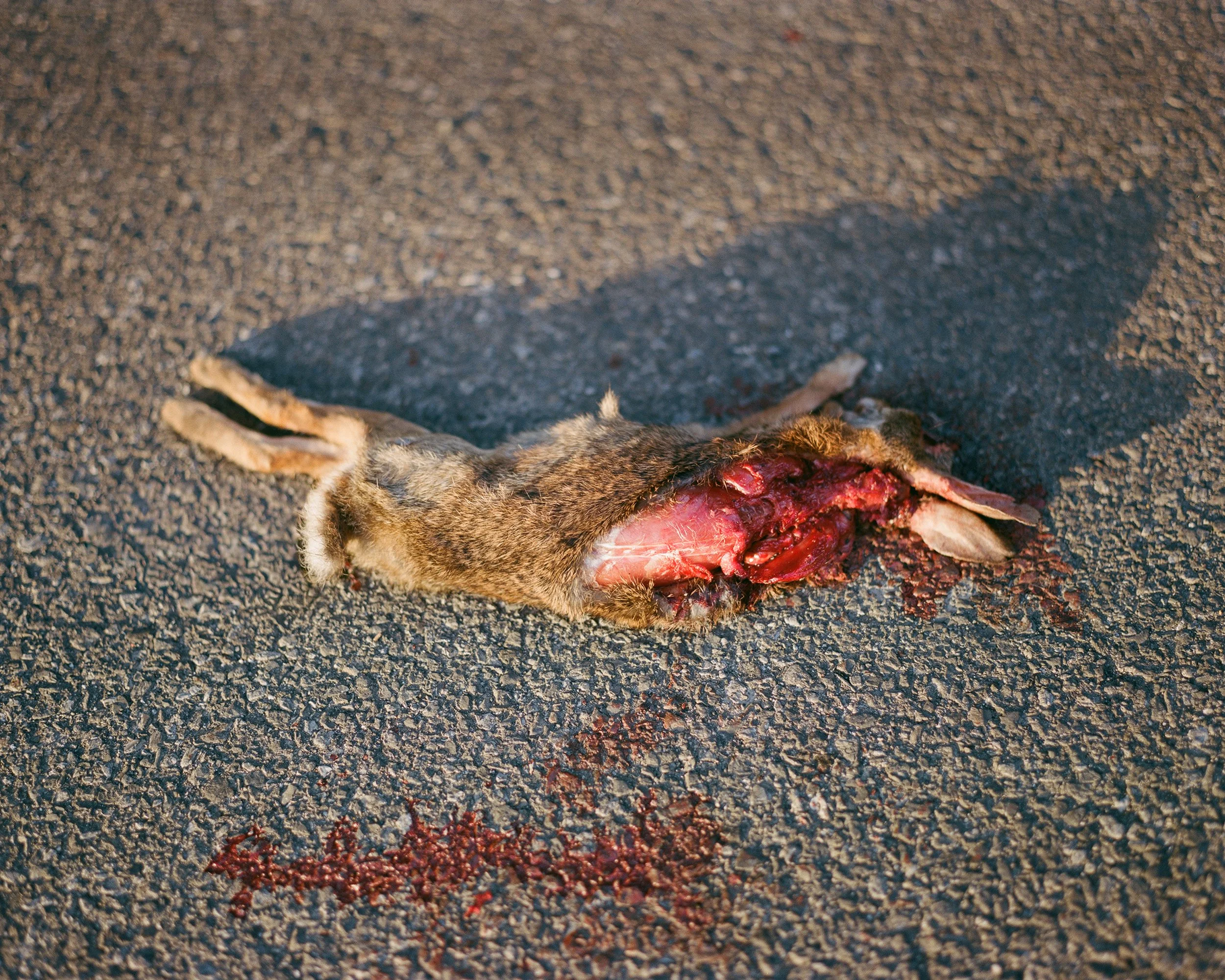 rabbit.jpg