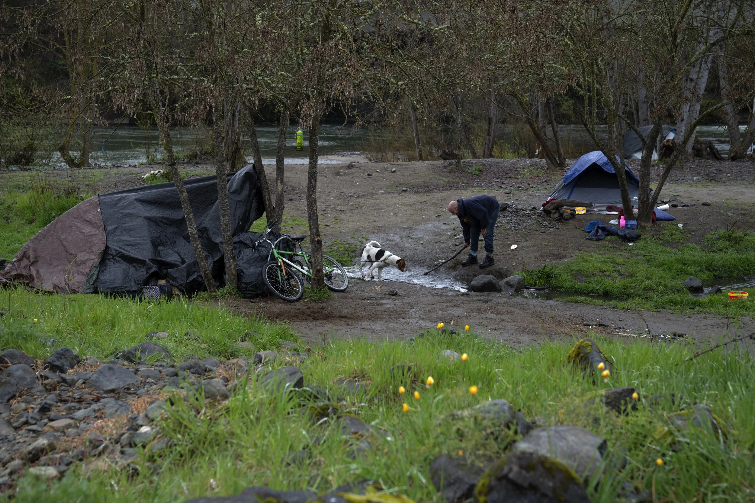 A man plays with his dog in Baker Park next to his tent, at left, after using the stick to help the stream of water flow better on Friday, March 22, 2024, in Grants Pass, Ore.