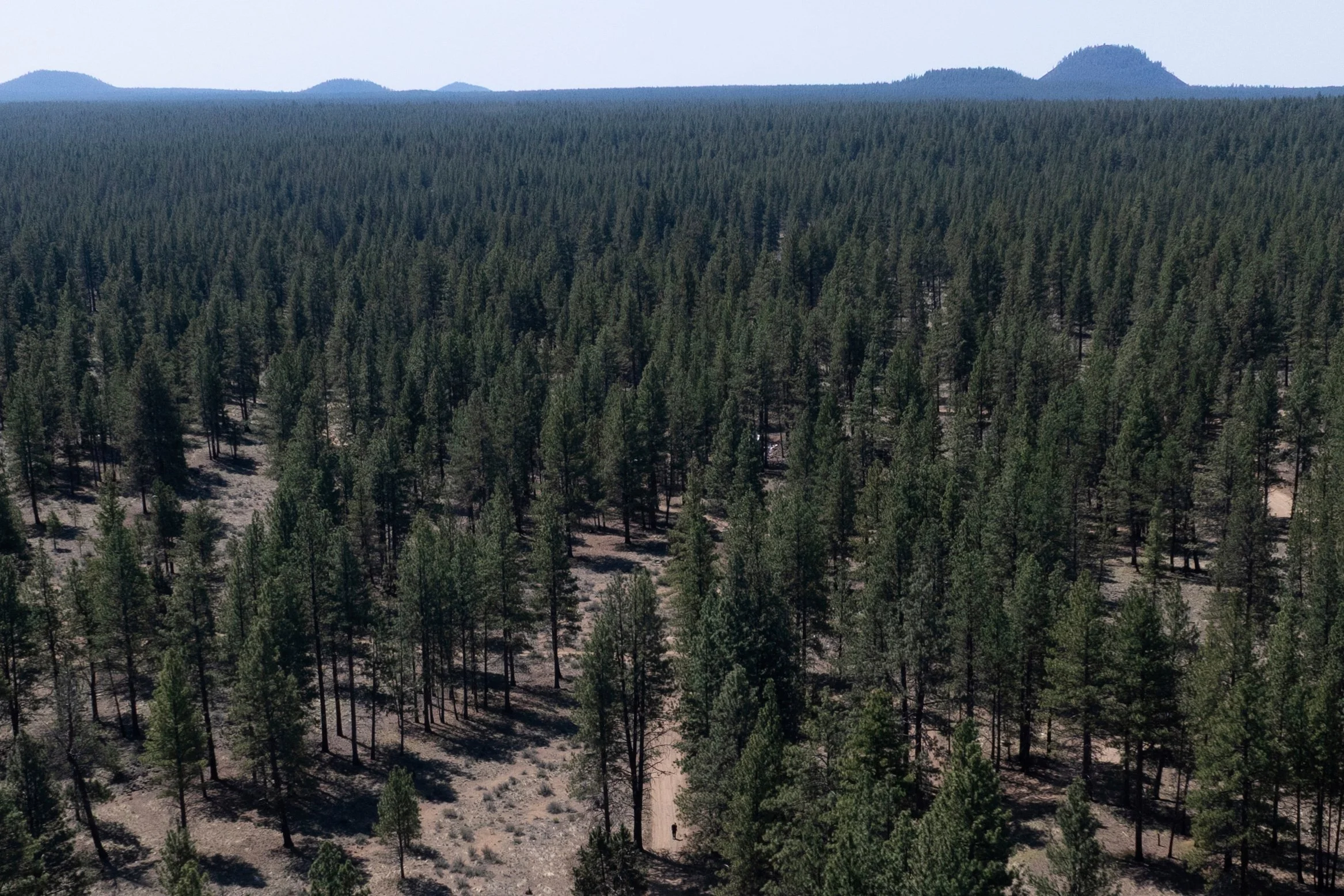 Greg Bishop, bottom center, who lived in a homeless encampment in Deschutes National Forest, walks along a dirt road to check on camp sites for residents who have not lefts the encampment on Thursday, May 1, 2025, near Bend, Ore.