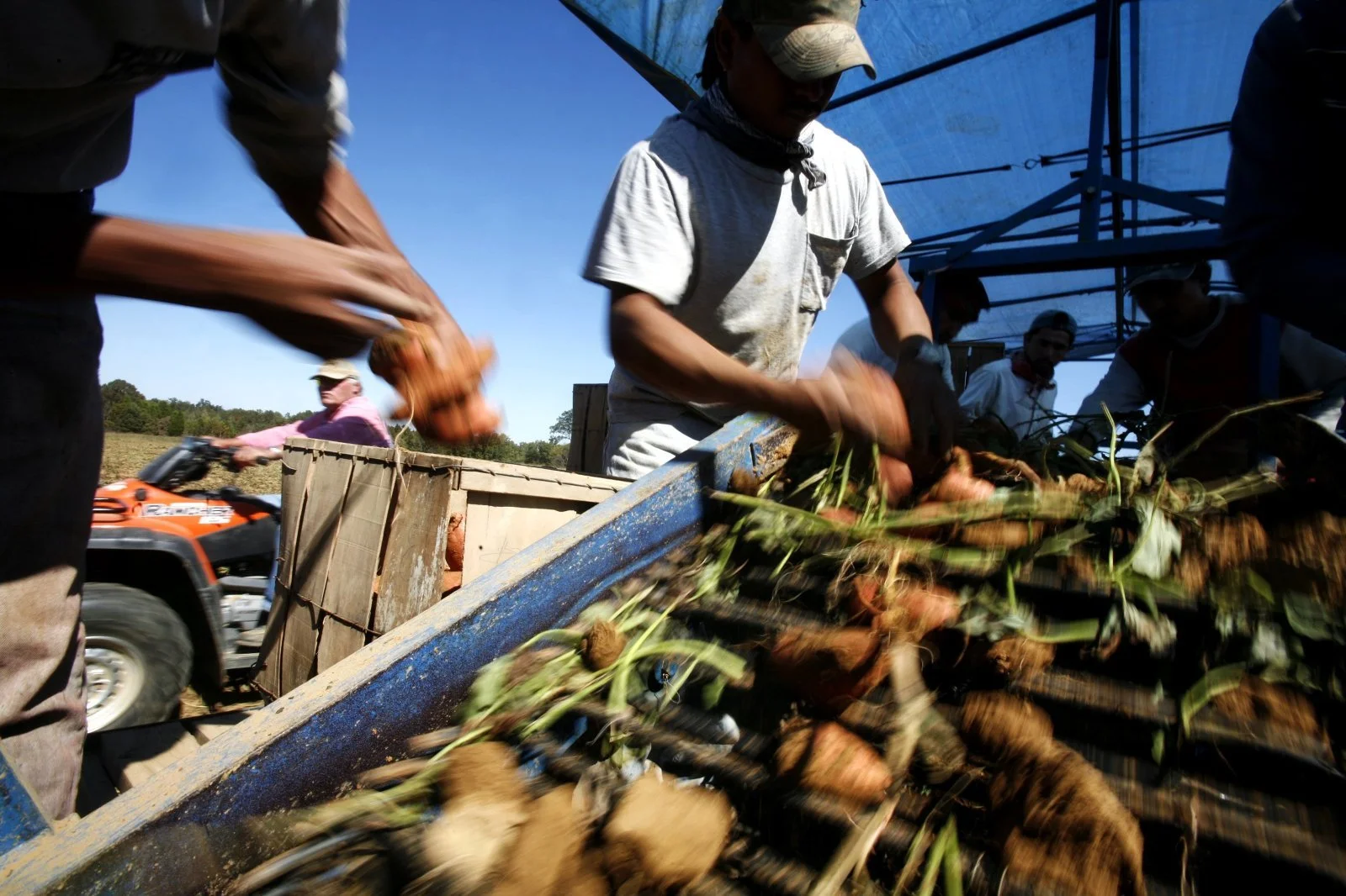 Lino Cortes and Saul Martinez pull potatoes off the picker and sort them by class while Jerry Barber goes to check on the other workers, whose relationship with the workers is less personal than his son’s. Jose Guadalupe refers to Jerry as distant. H