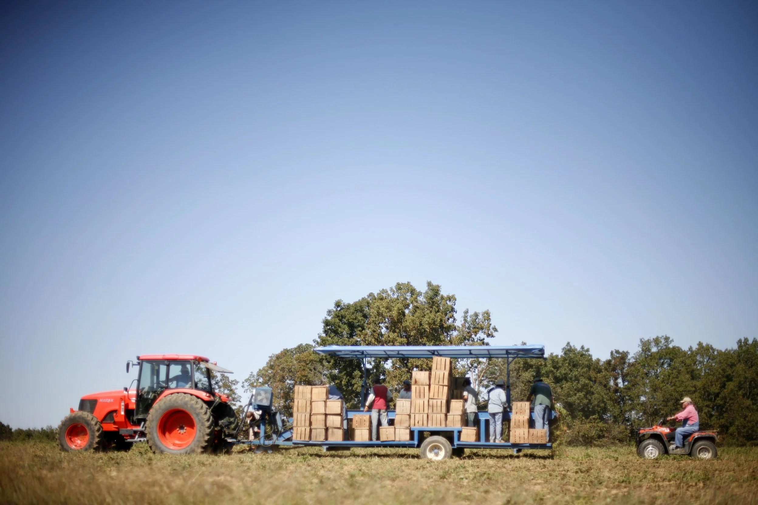 Jerry Barber follows in a tractor as migrant workers pull potatoes off the picker. 