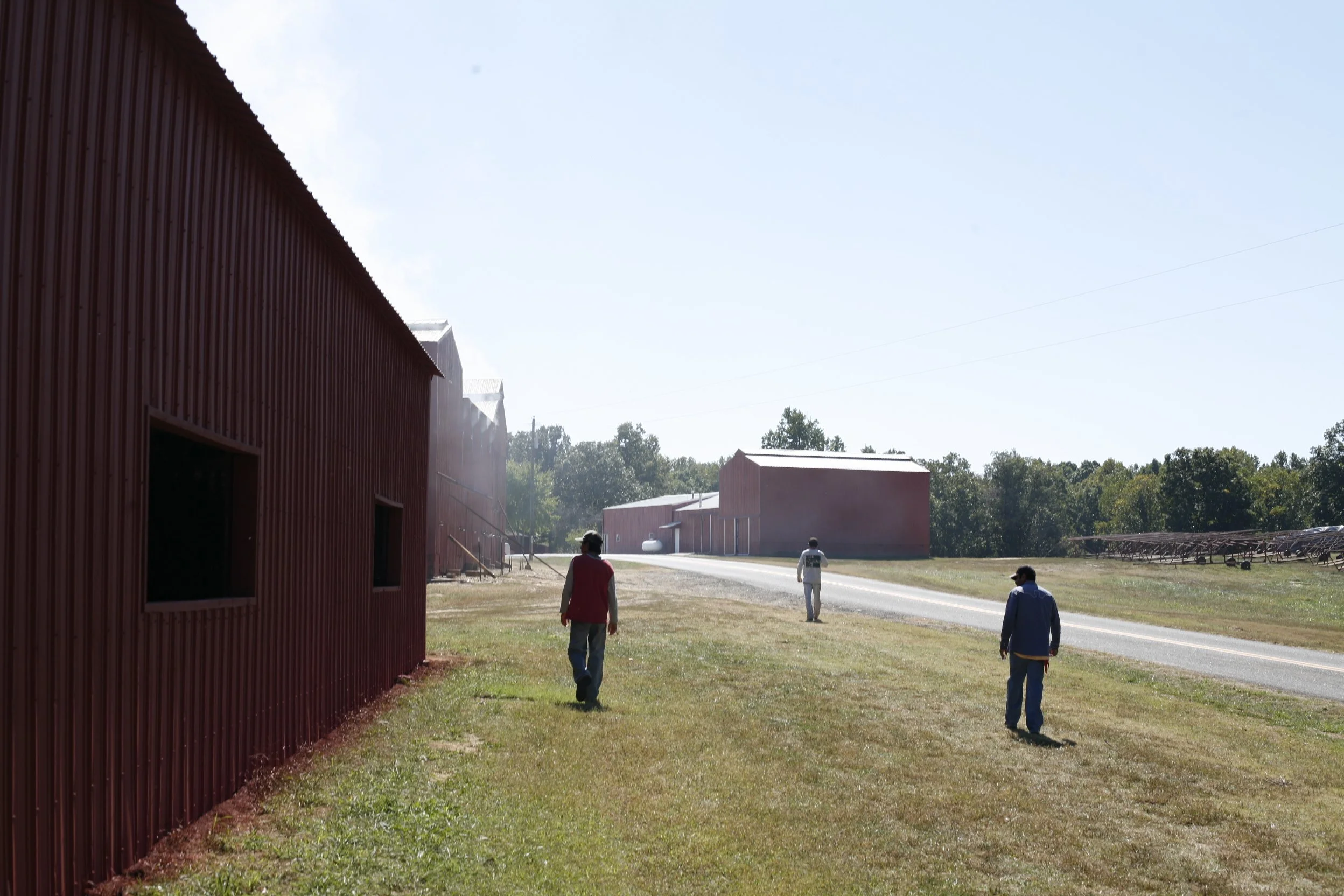 Migrant workers walk towards the fields on the farm.