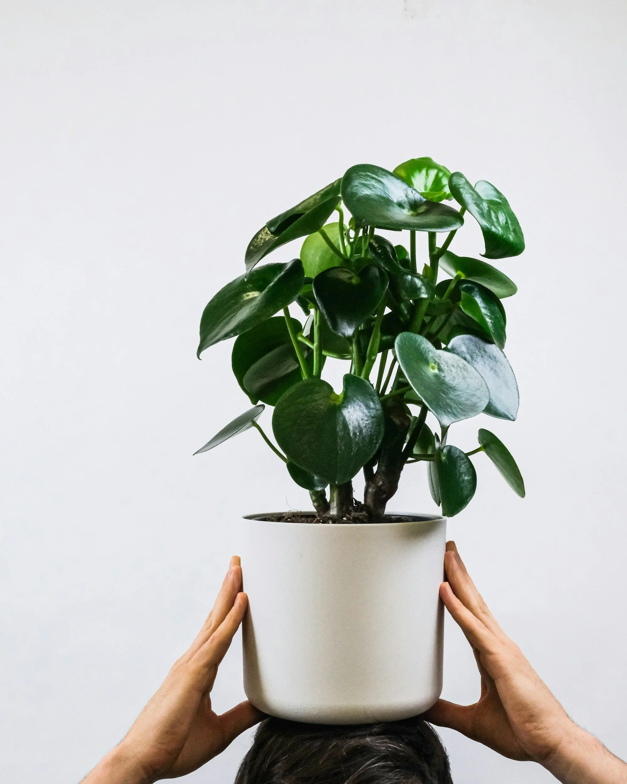 A person with gray hair holding a white pot with a green potted plant above their head, against a plain white background.