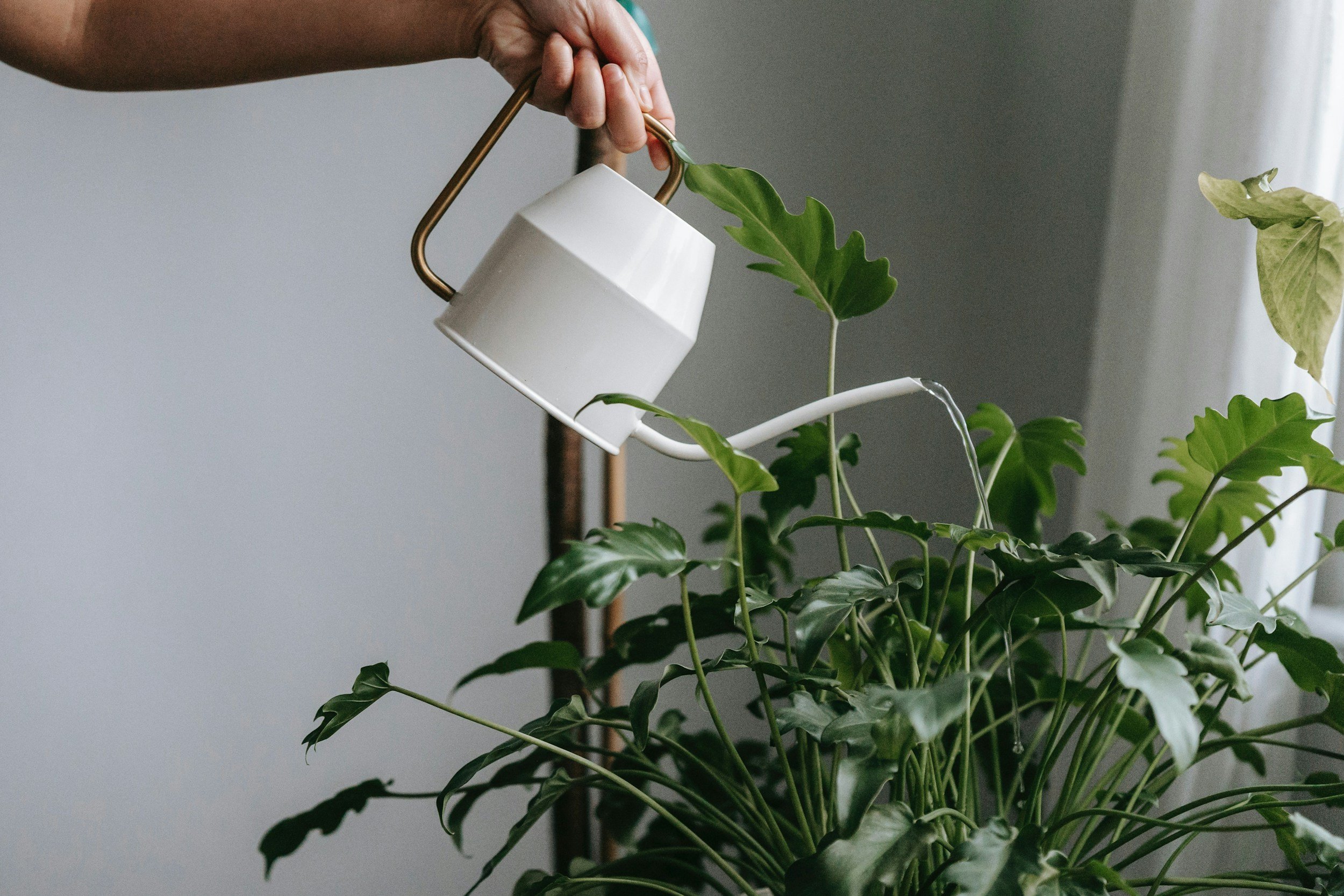 A person is watering a large green leafy houseplant with a white watering can that has a gold handle, positioned indoors near a window with sheer curtains.