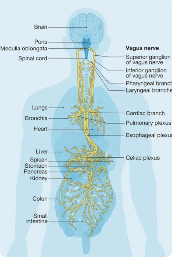 Diagram of the human nervous system and digestive system, highlighting the brain, spinal cord, vagus nerve, and various abdominal organs including the liver, stomach, pancreas, kidneys, colon, and small intestine.