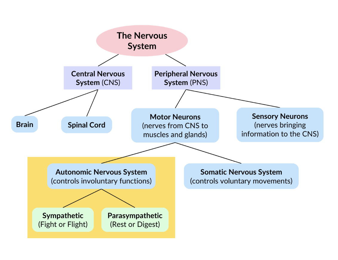 A diagram showing the structure of the nervous system, including the central and peripheral nervous systems, motor and sensory neurons, the autonomic nervous system with sympathetic and parasympathetic divisions, and the brain and spinal cord.