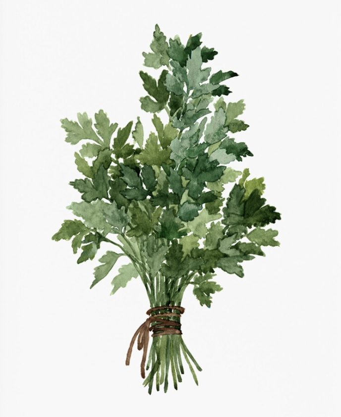Watercolor illustration of a bunch of fresh green herbs tied together with a brown string.