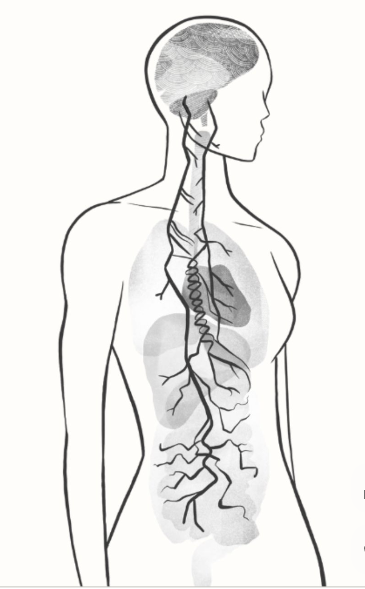 A diagram illustrating the human nervous system, including the brain, spinal cord, and nerves.