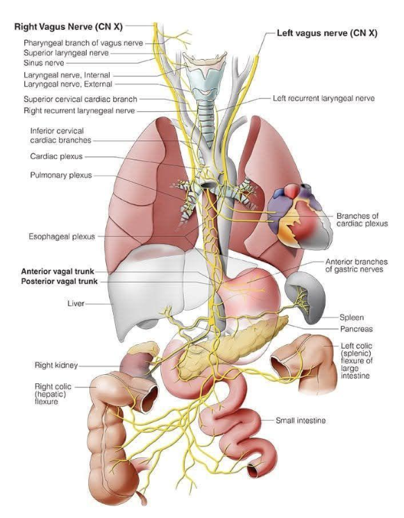 Diagram of human nervous and digestive systems, highlighting vagus nerves, heart, lungs, liver, kidneys, intestines, stomach, spleen, pancreas, and brain with labeled nerves and organs.