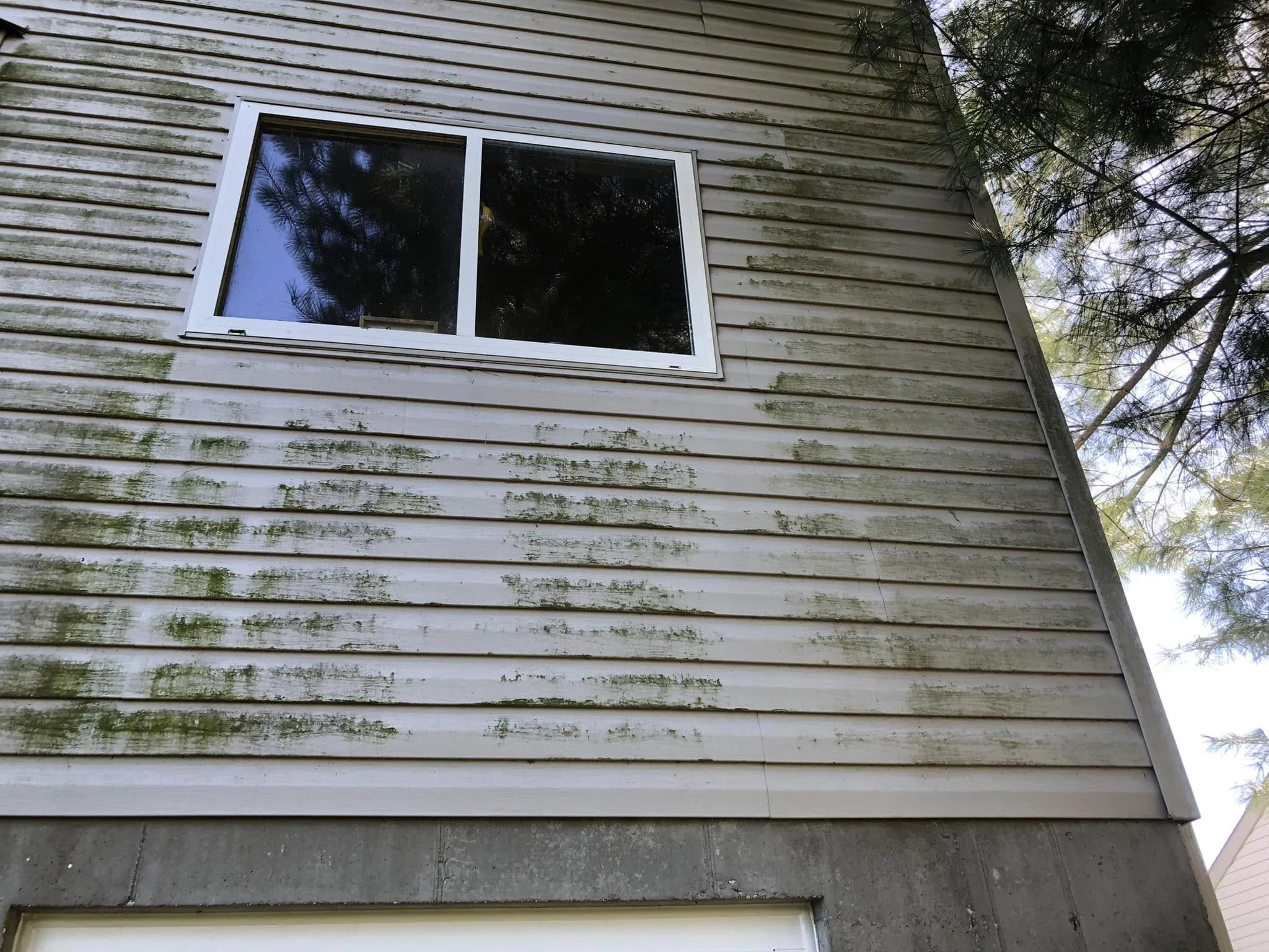 The exterior of a house with weathered wooden siding stained with green moss or algae, a single rectangular window with dark reflections, and surrounded by pine tree branches.