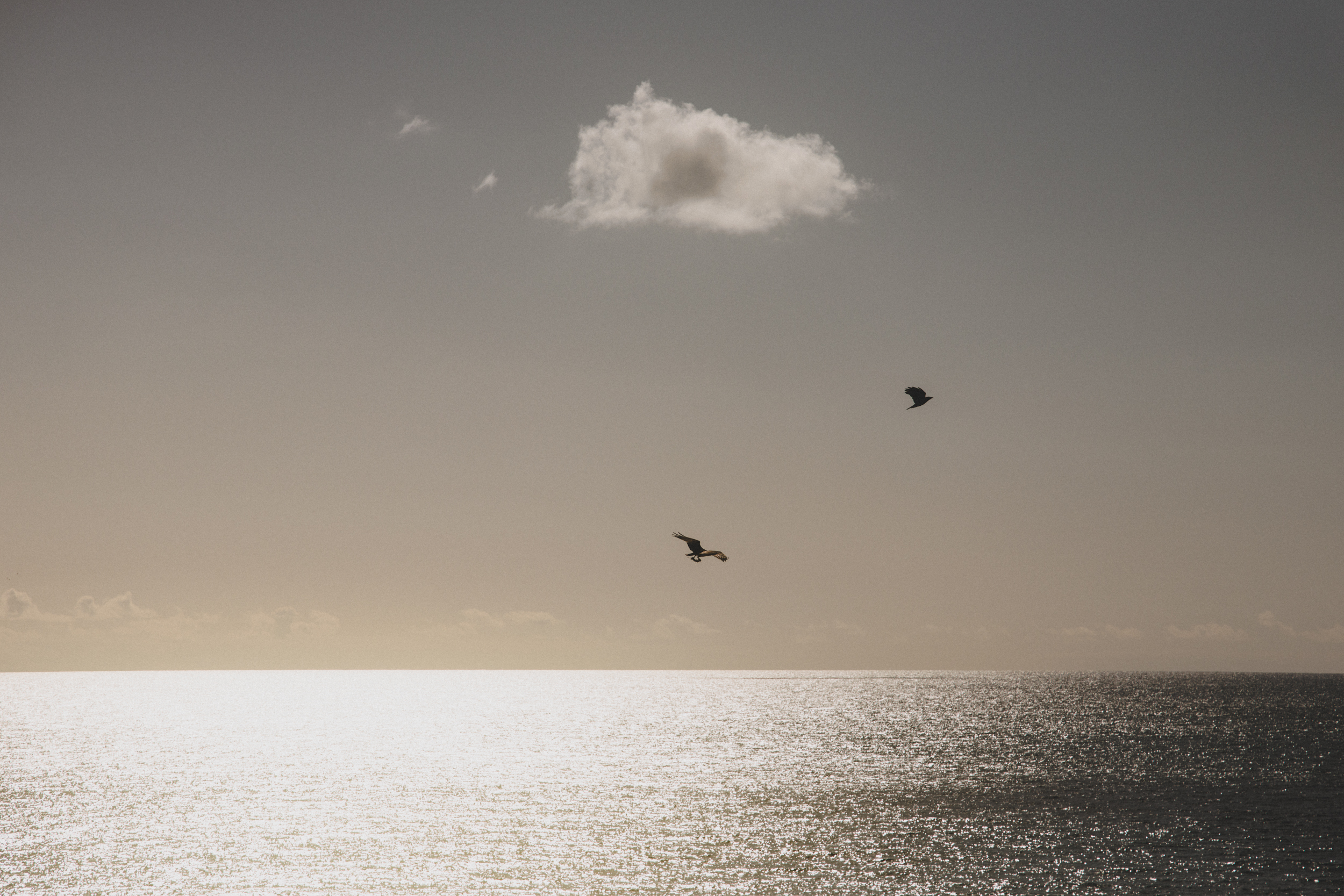 Two birds flying over a body of water with a cloudy sky and a small, white cloud in the sky.
