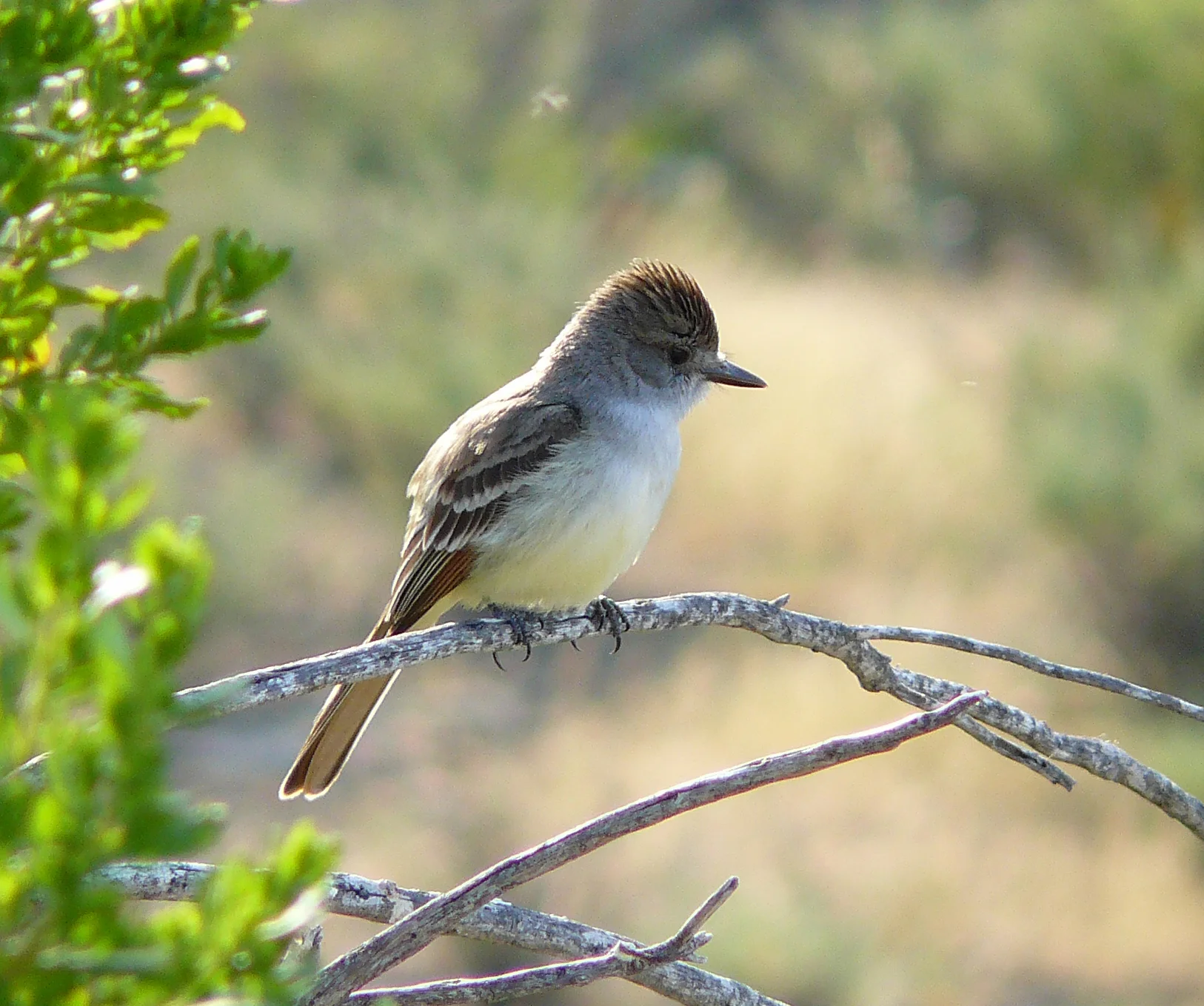 Myiarchus_cinerascens.jpg