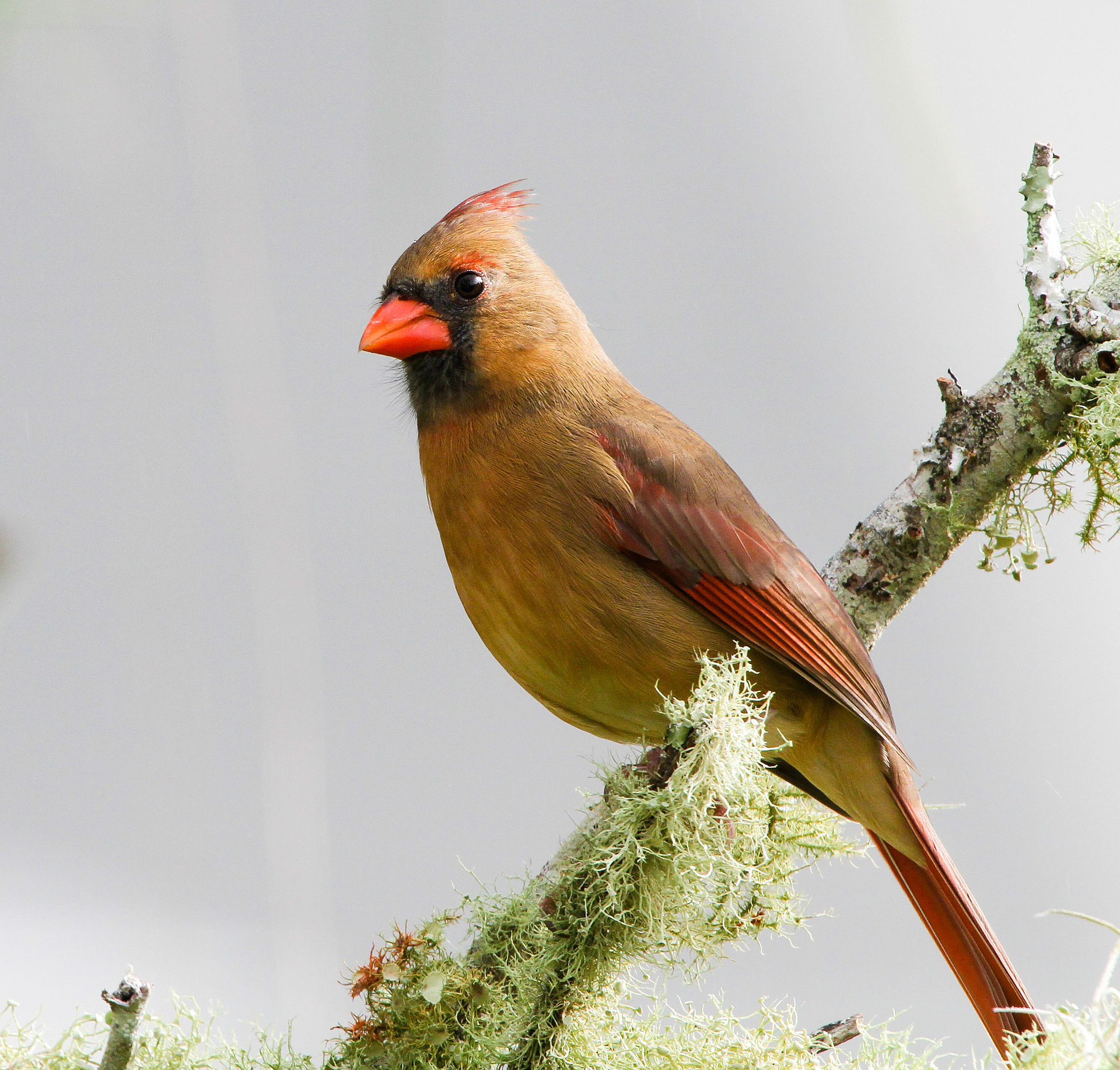 1920px-Cardinalis_cardinalis_-Florida,_USA_-female-8.jpg