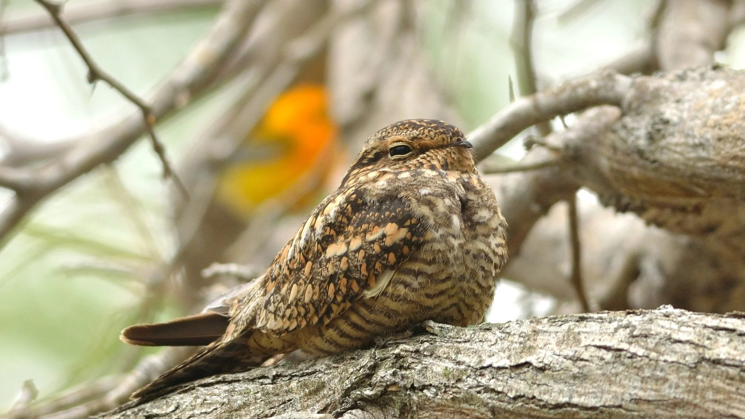 Lesser_Nighthawk-Tucson.jpg
