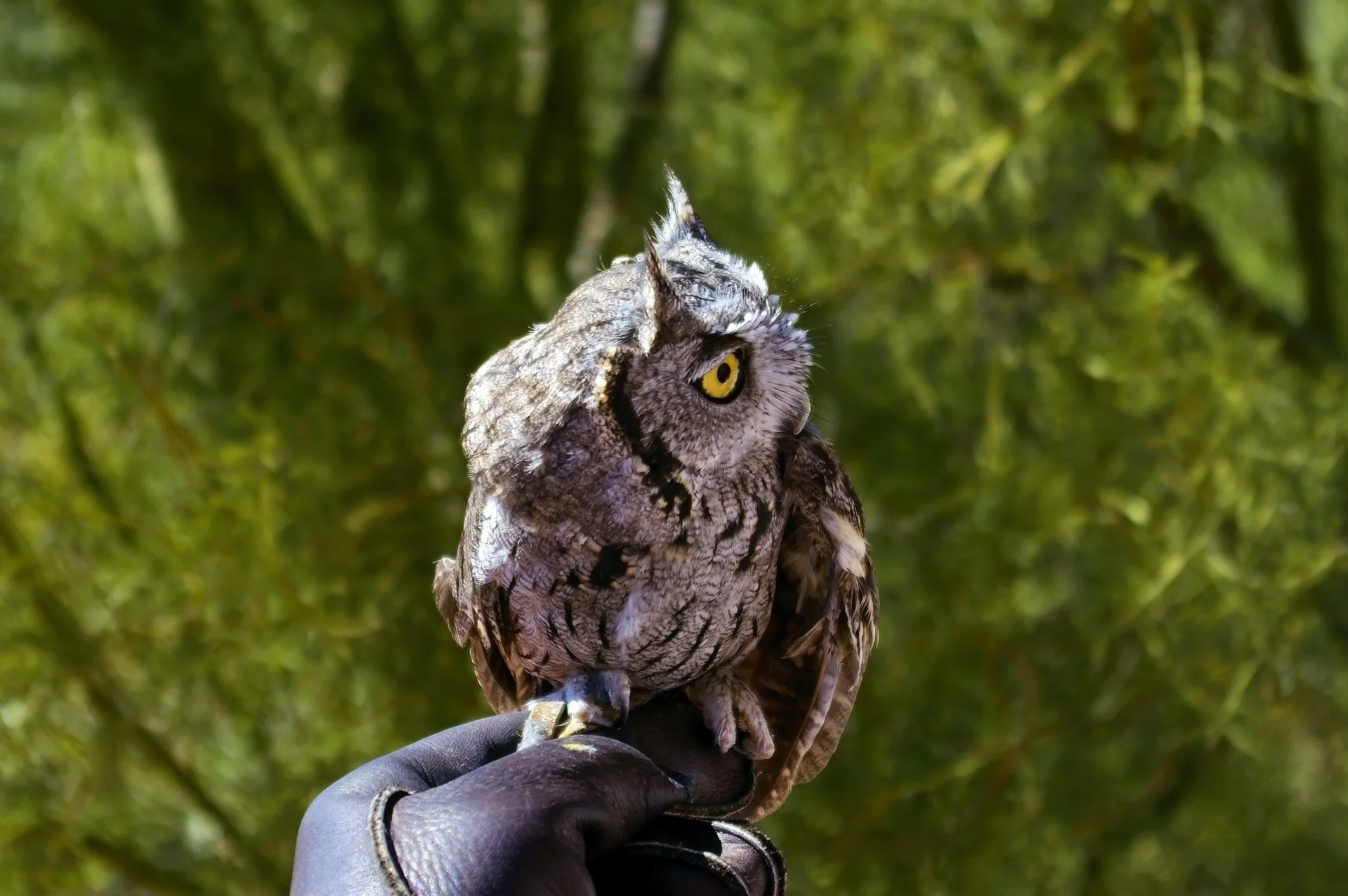 western-screech-owl-4017157_1920.jpg