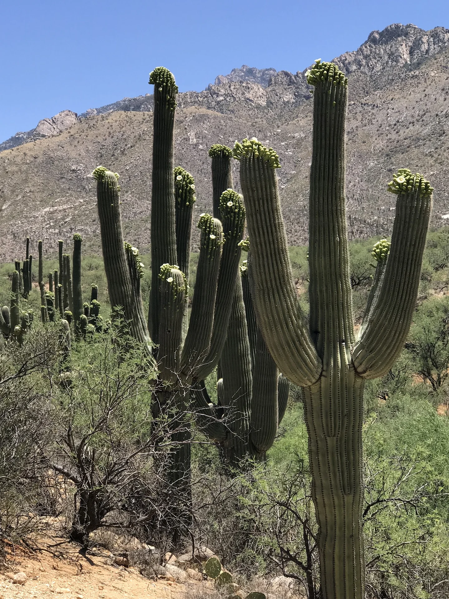 tucson-mountain-park.jpg