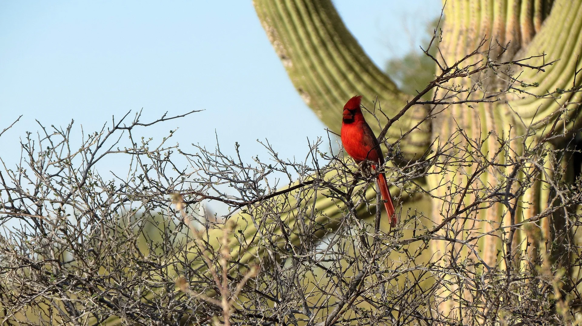 lowes-ventana-canyon-tucson-hikes.jpg