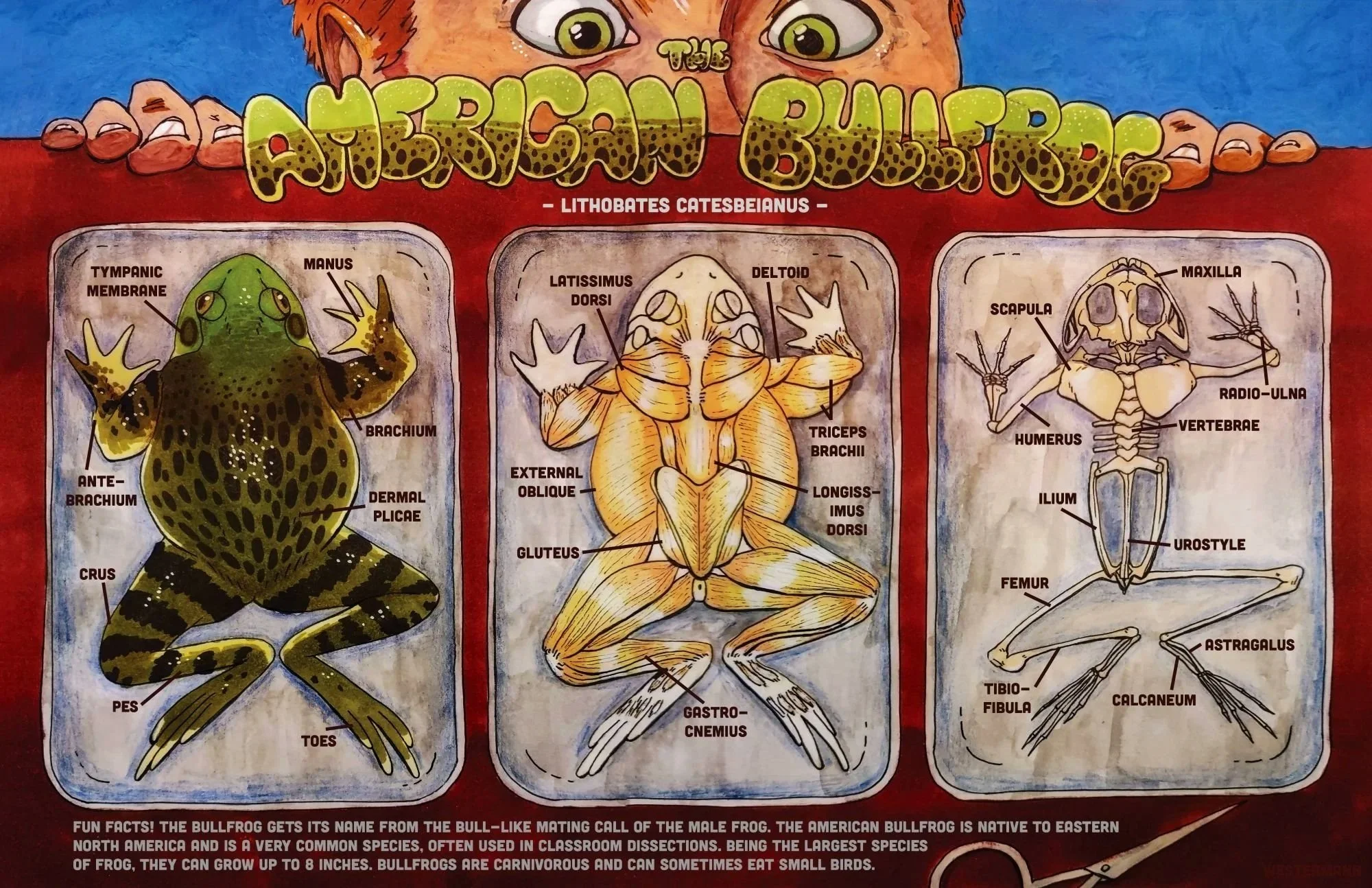Westermann_Bullfrog-Poster.jpg