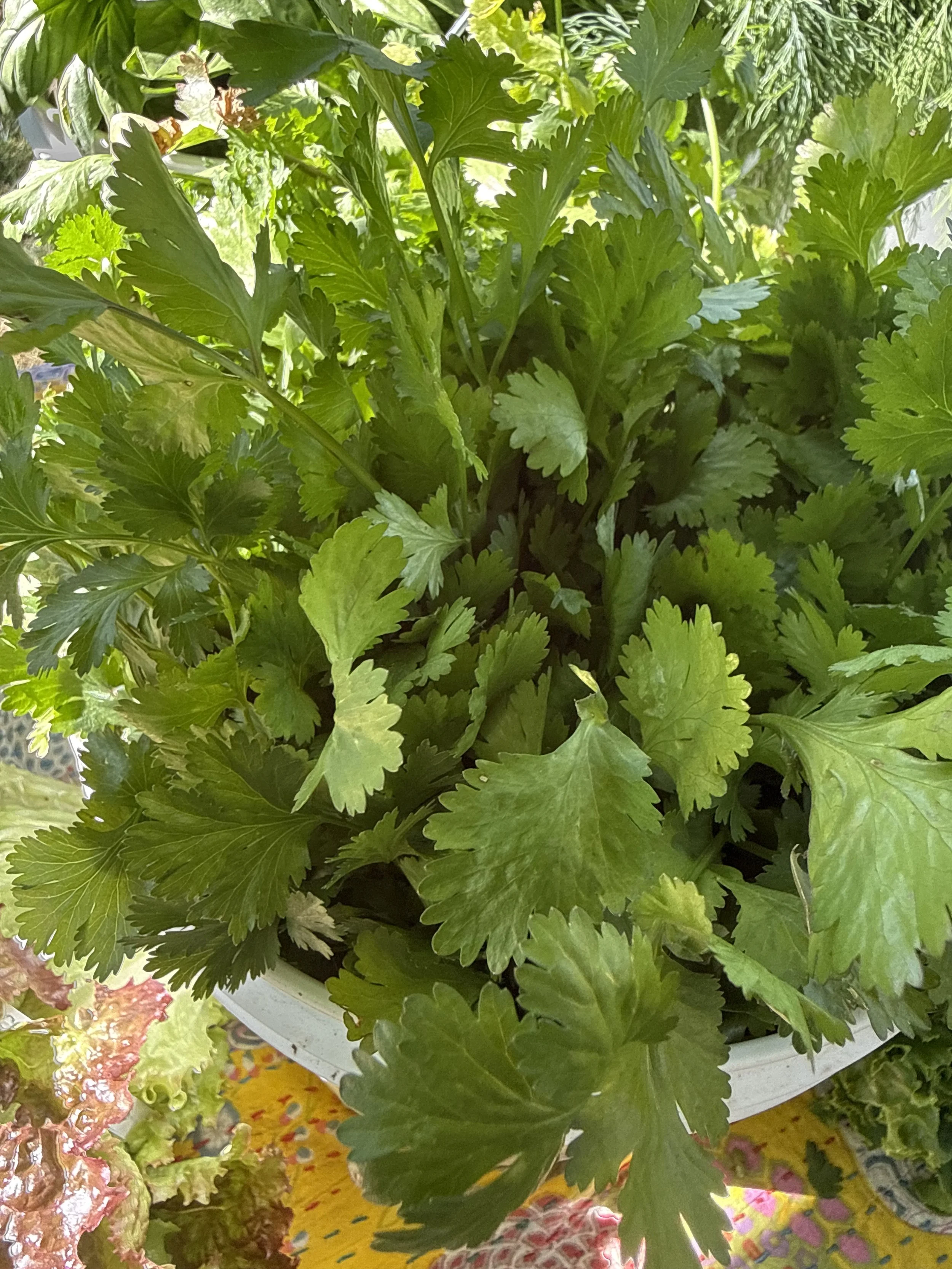 Cilantro