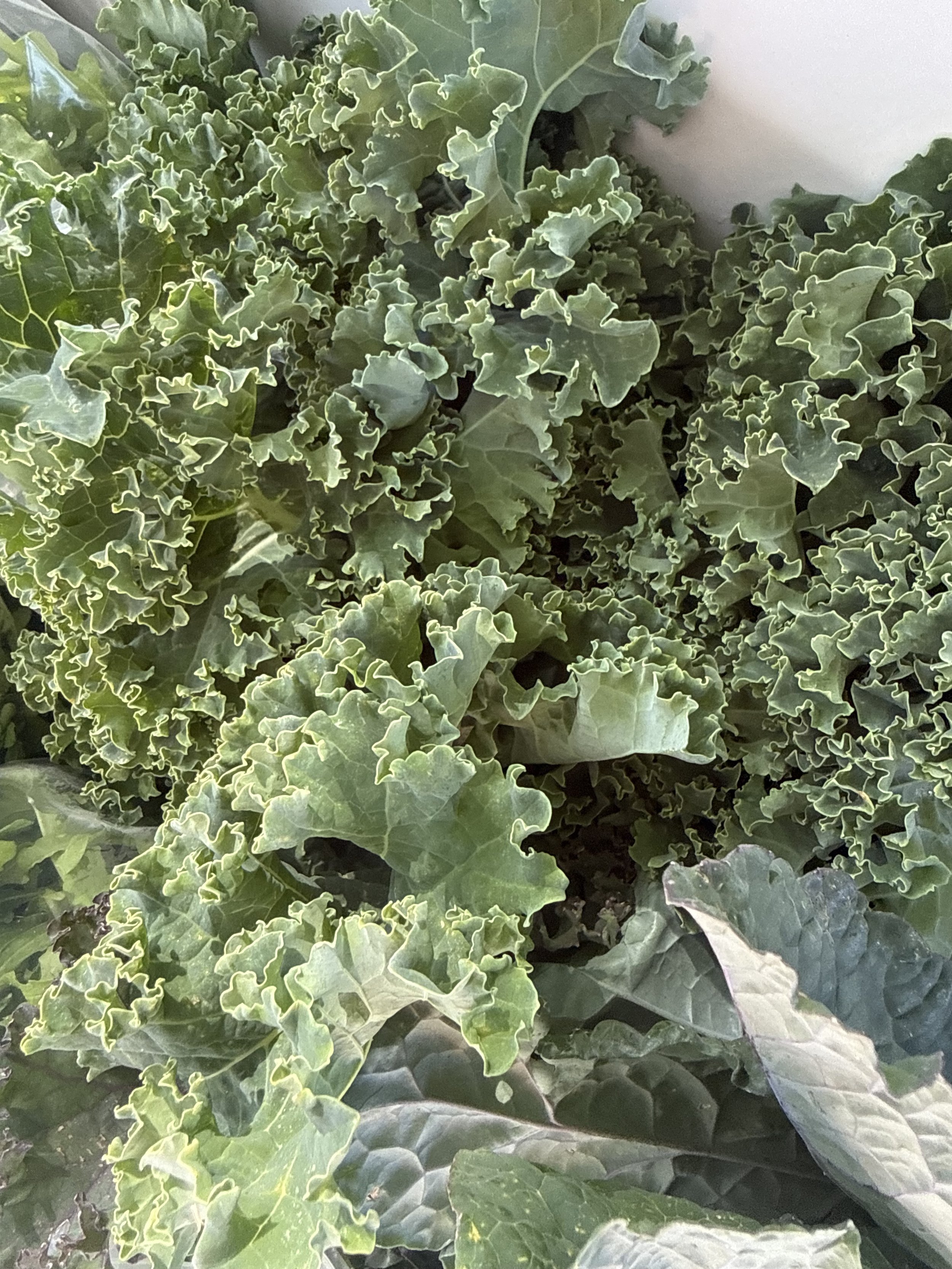 Kale