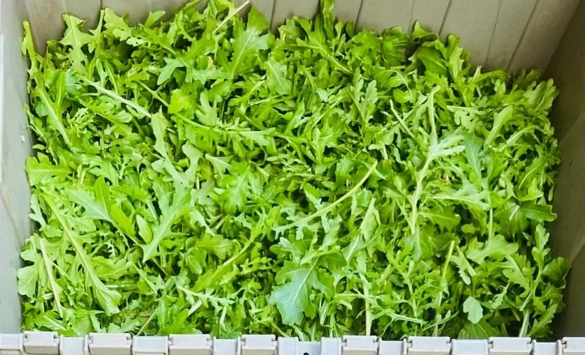 Arugula