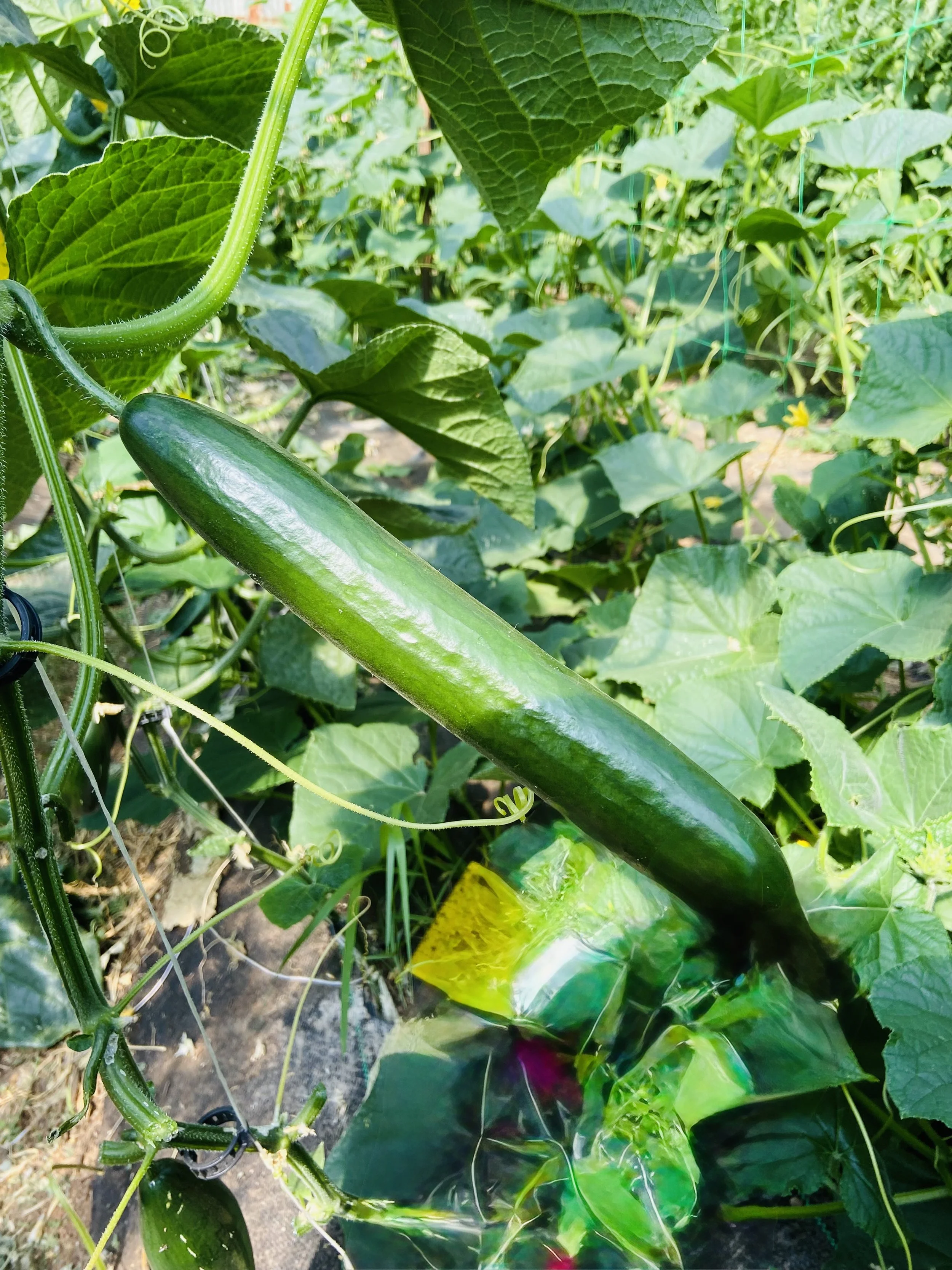 Cucumbers
